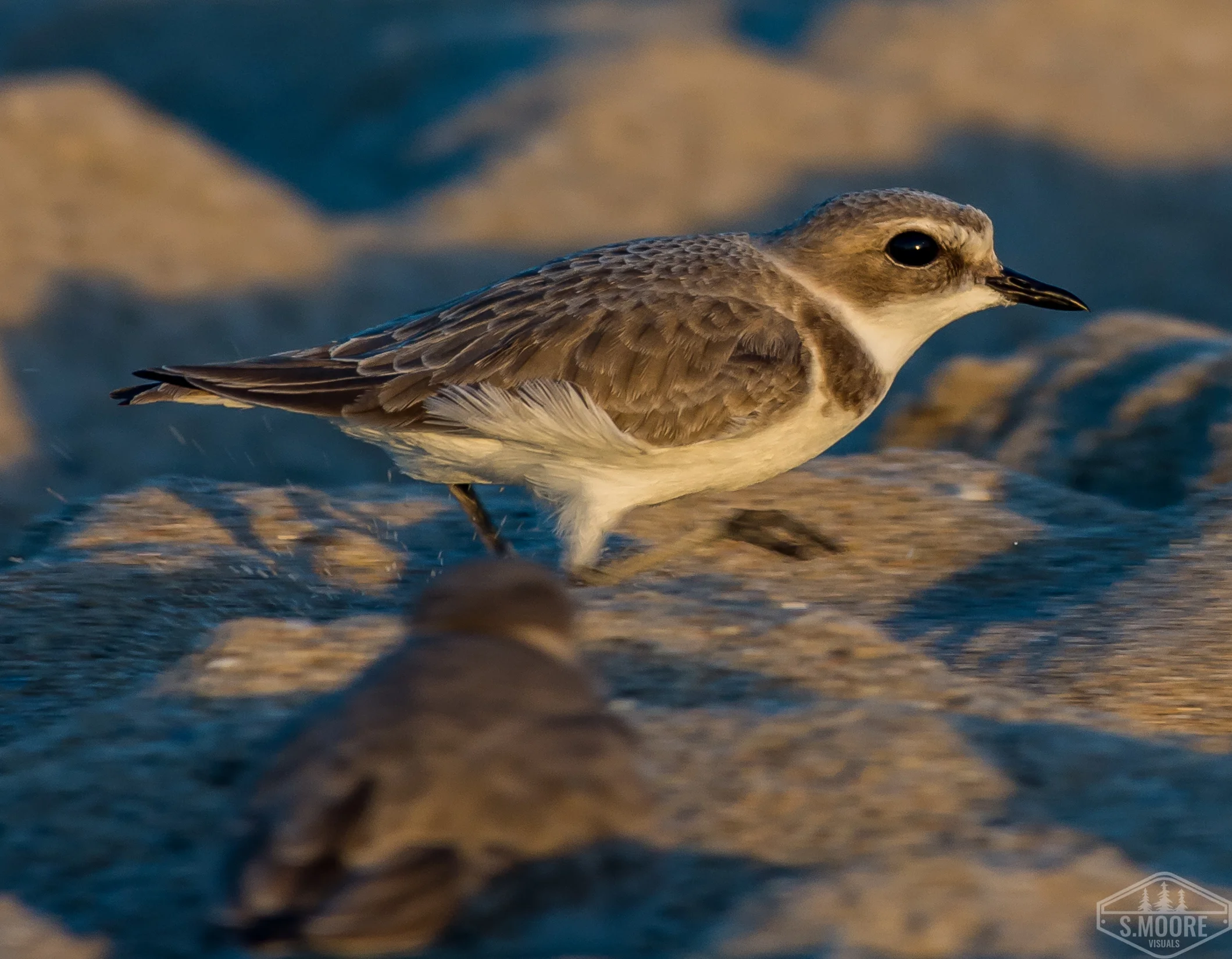 Western Snowy Plover