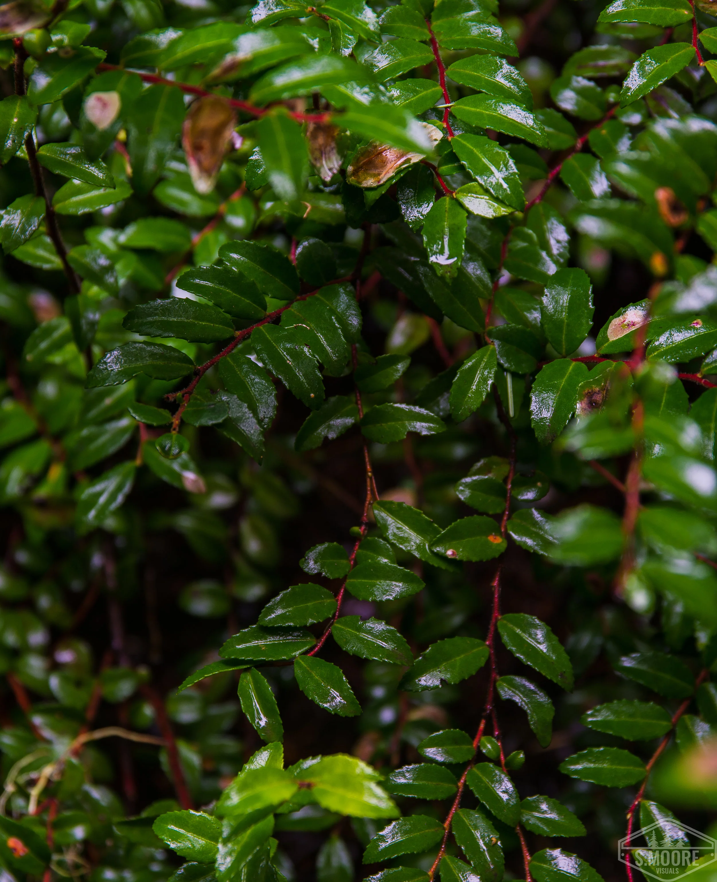 Understory