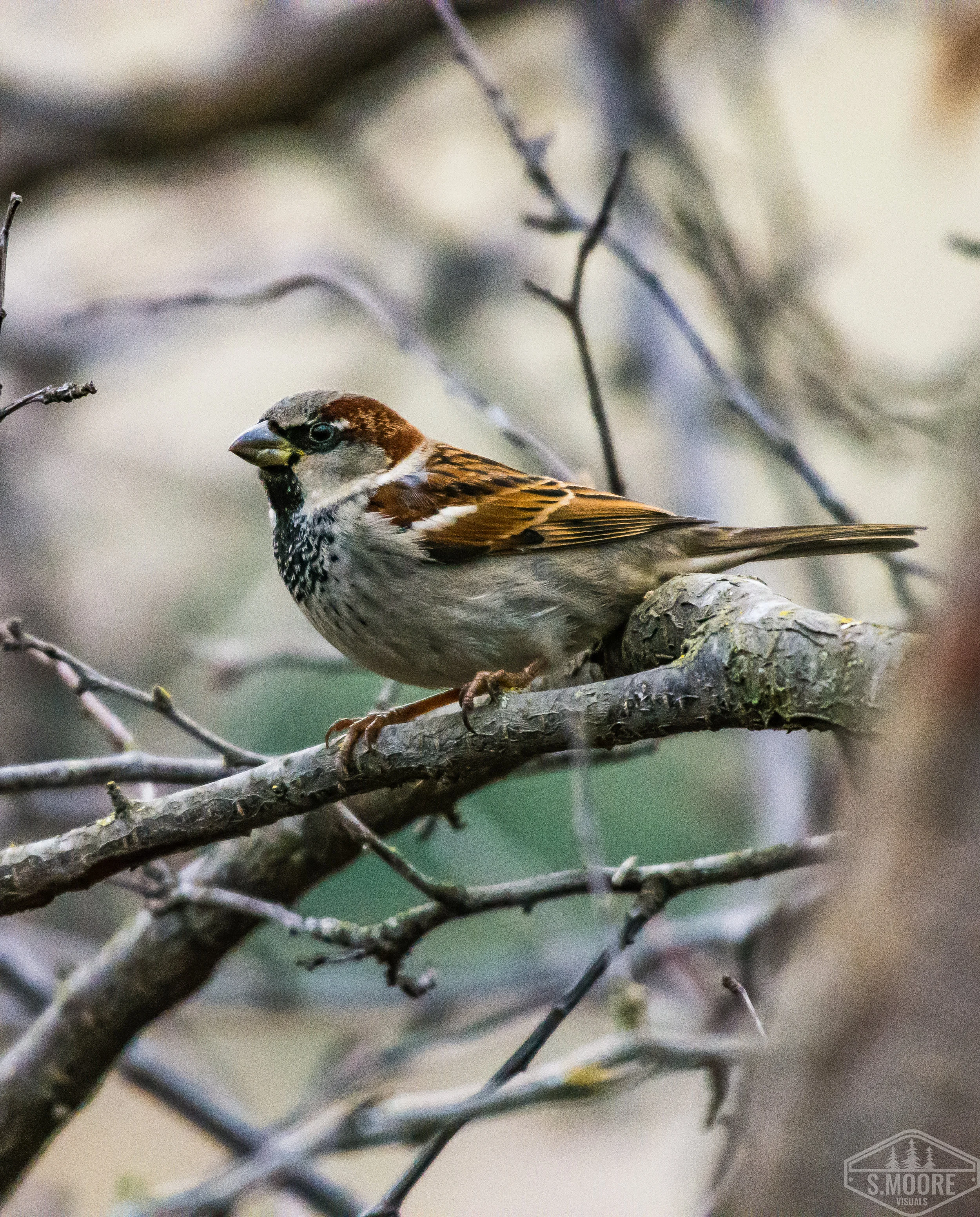 Finch