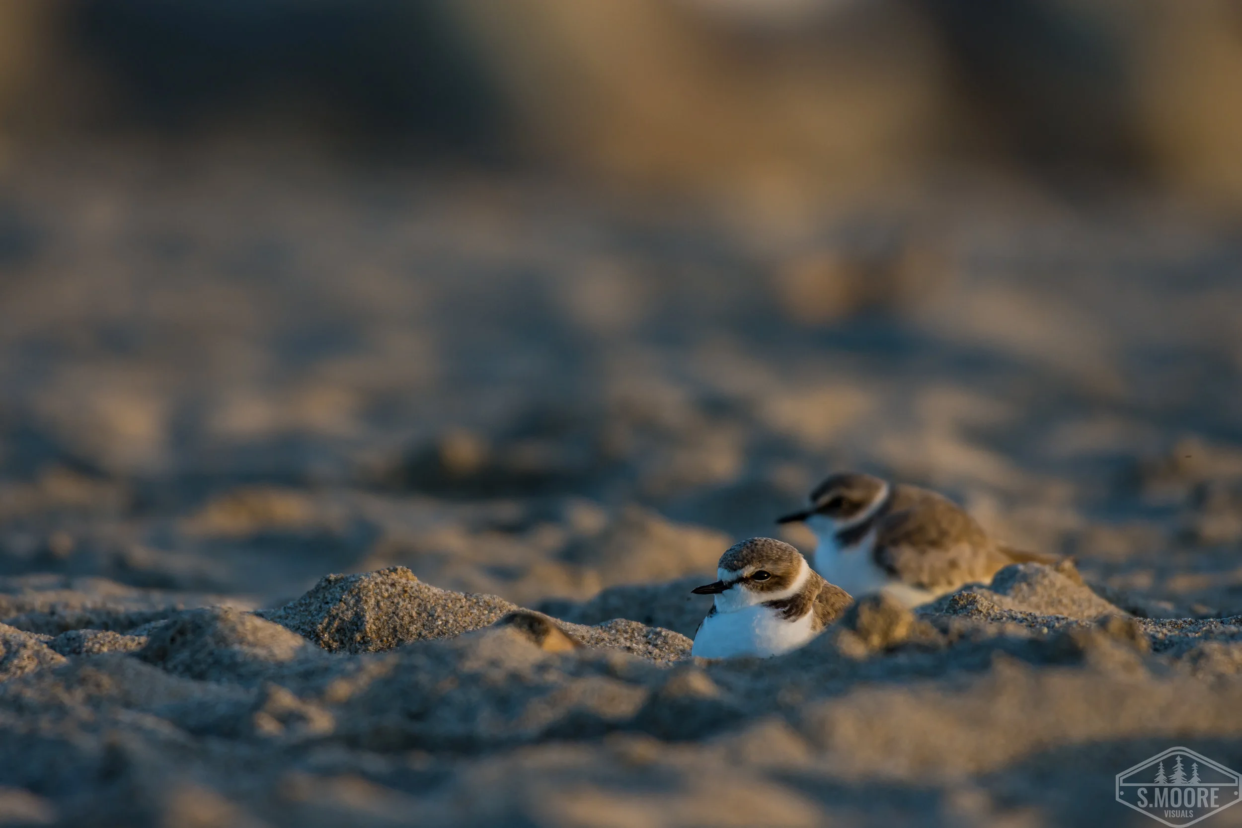 Western Snowy Plover 2