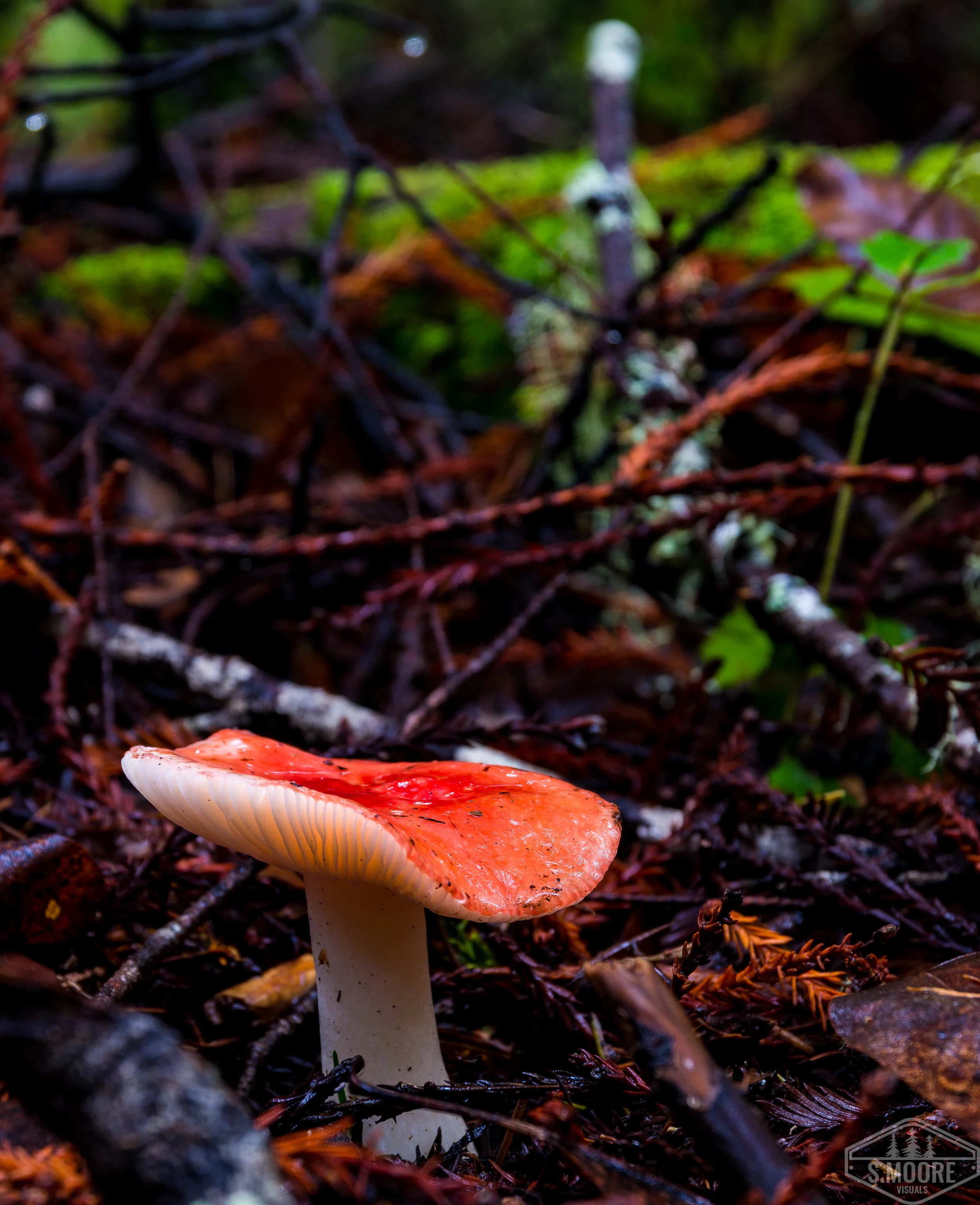 Mushroom 1