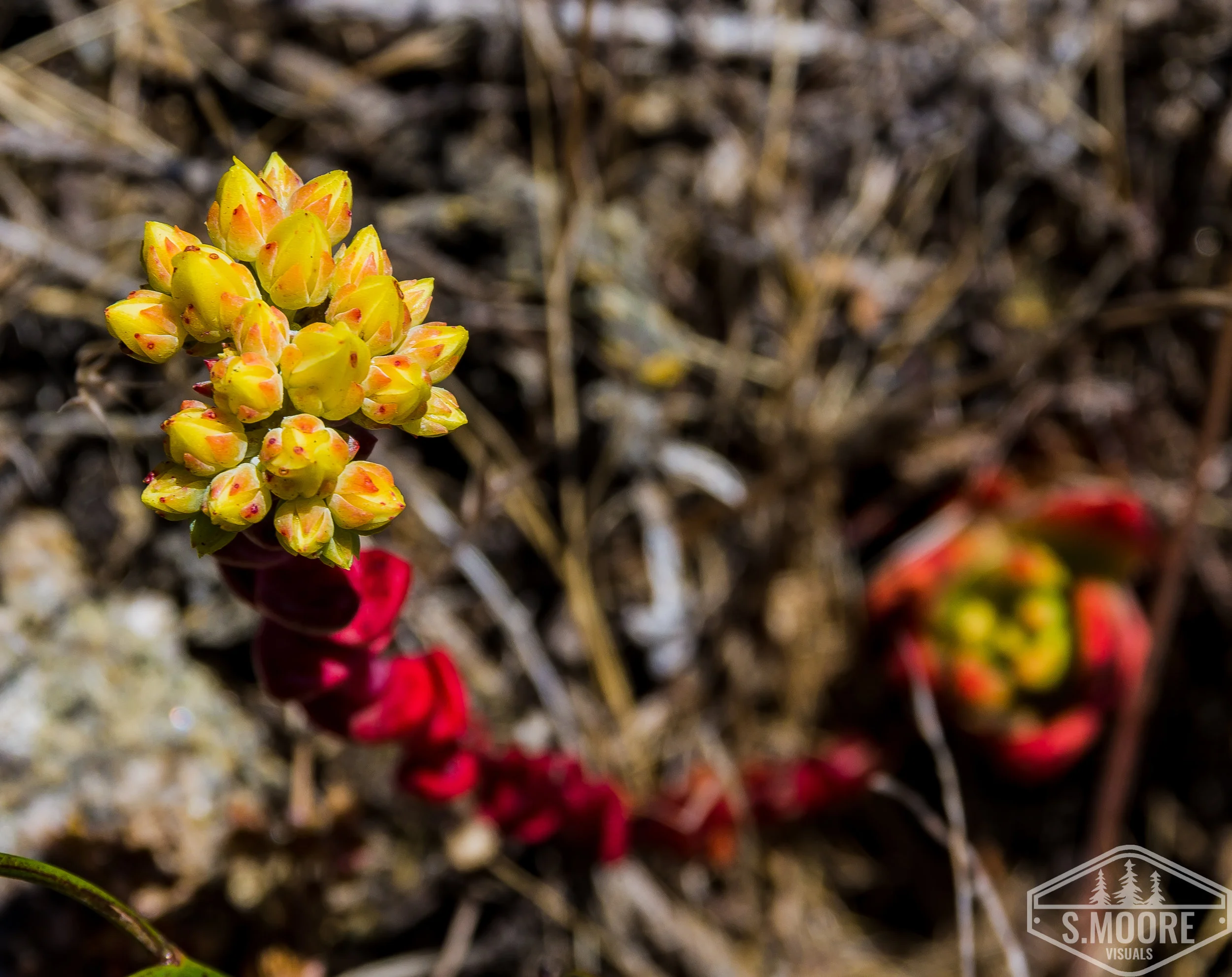 Succulent