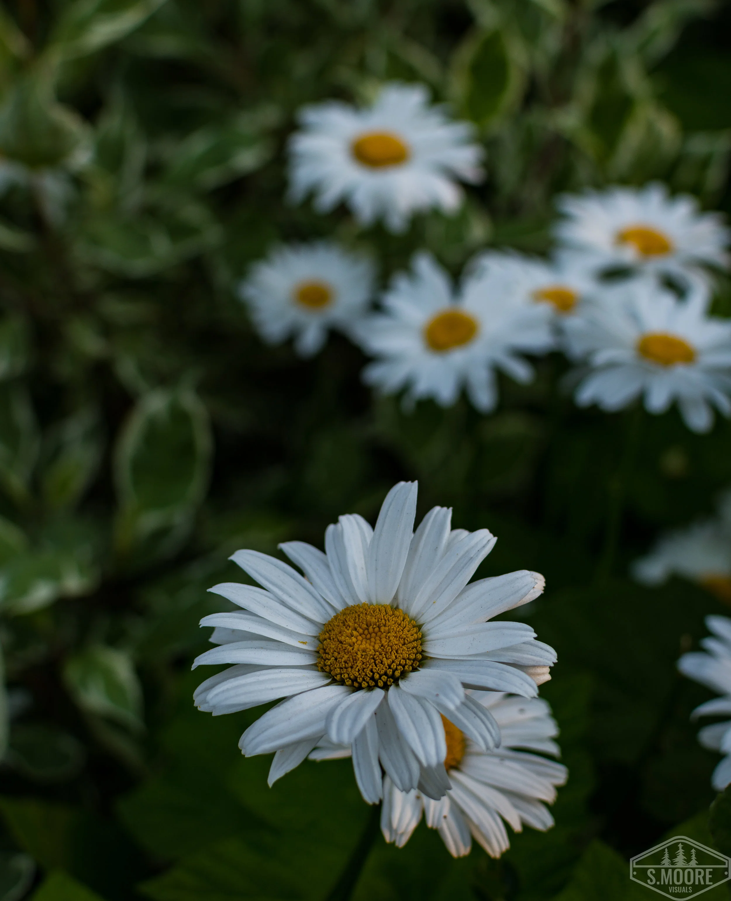 Shasta Daisy