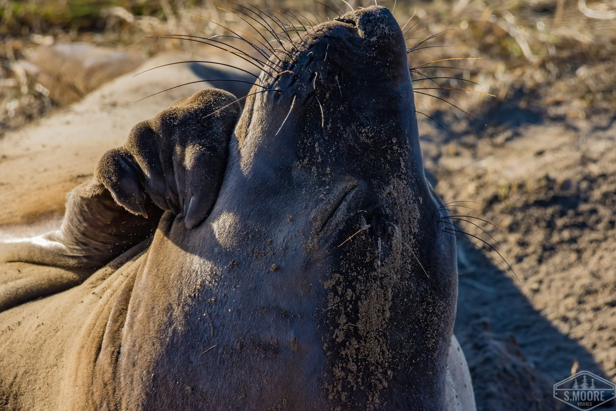 Elephant Seal Cow