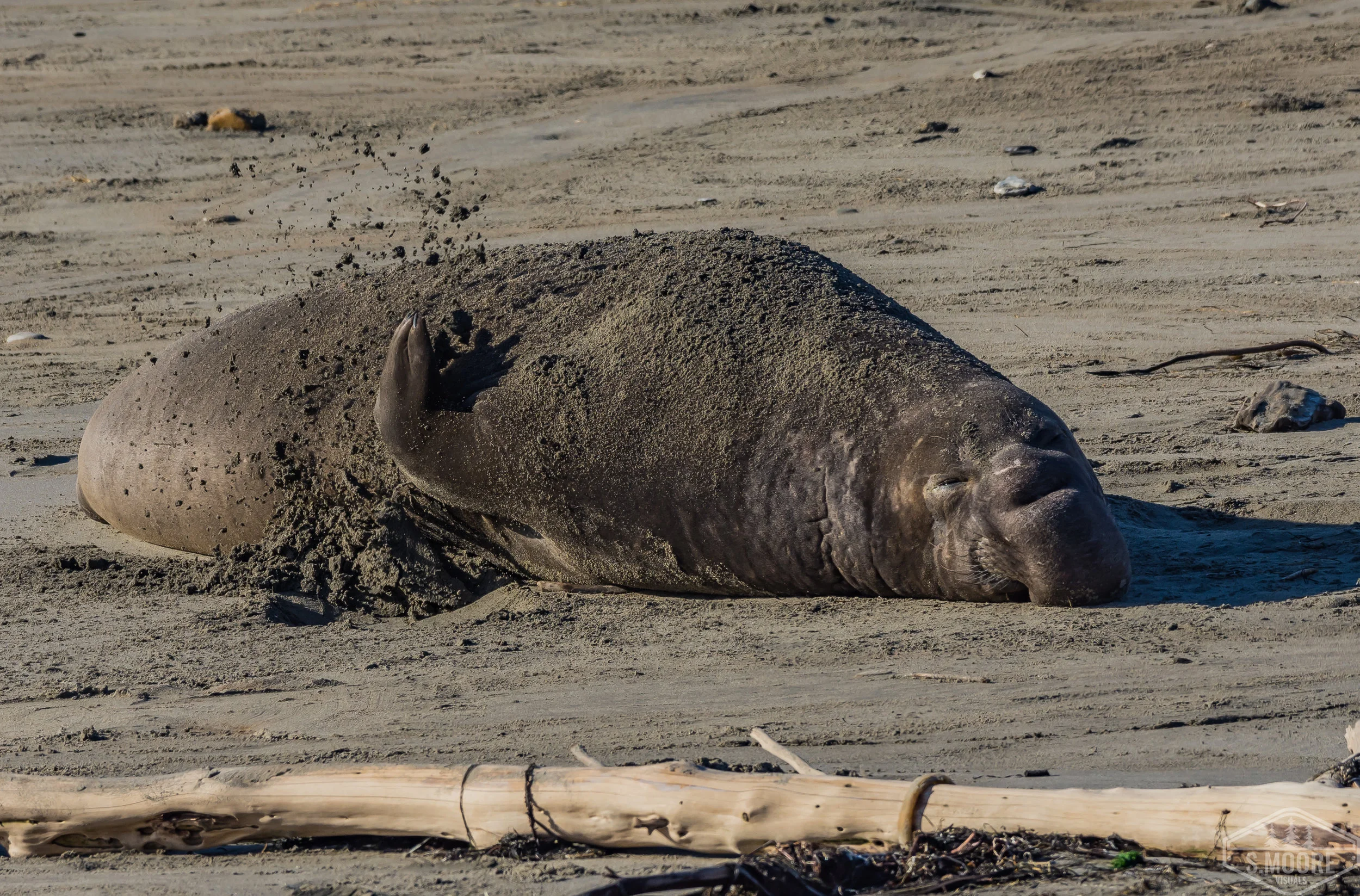 Bull Elephant Seal Throwing Sand