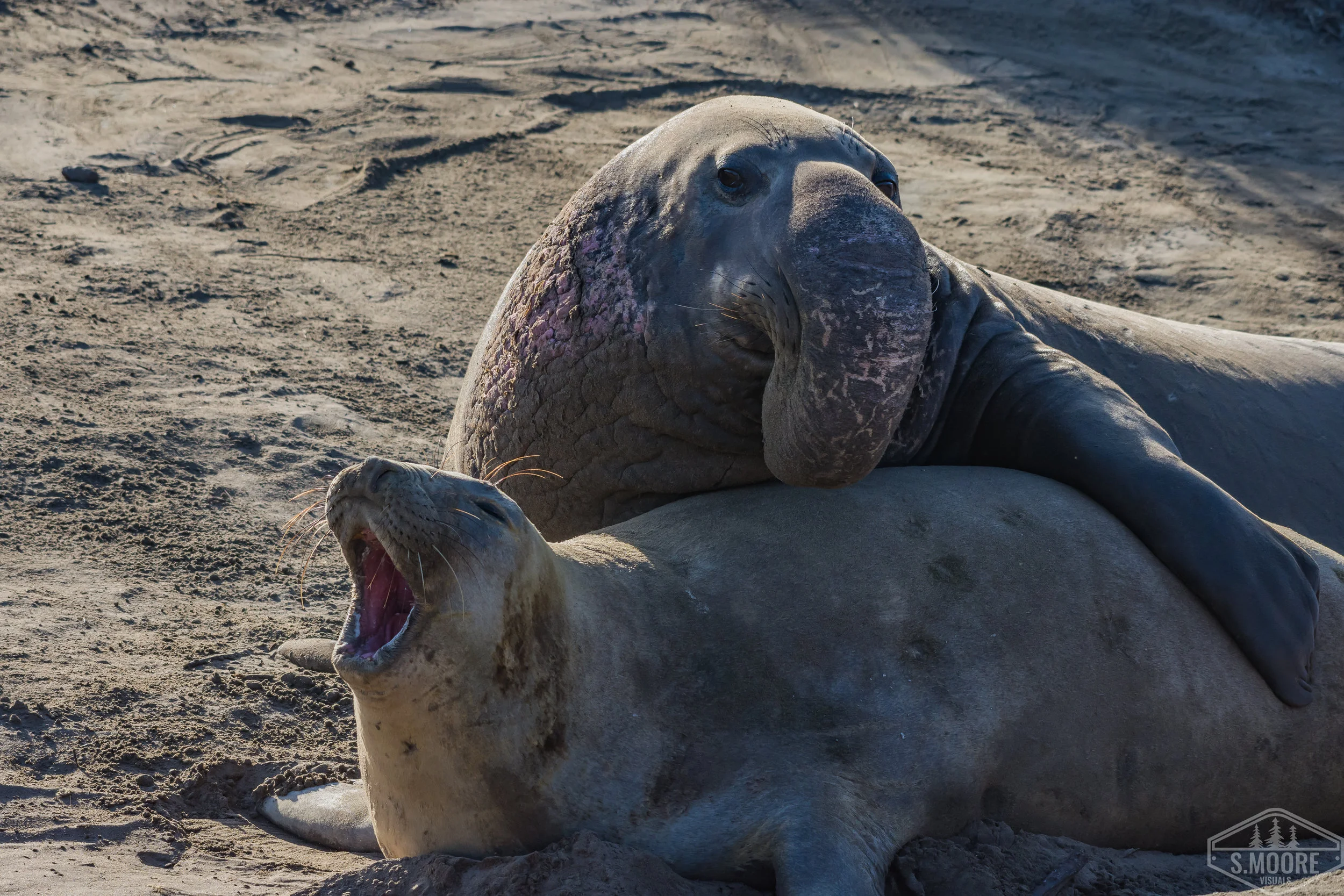 Elephant Seal Mating Attempt