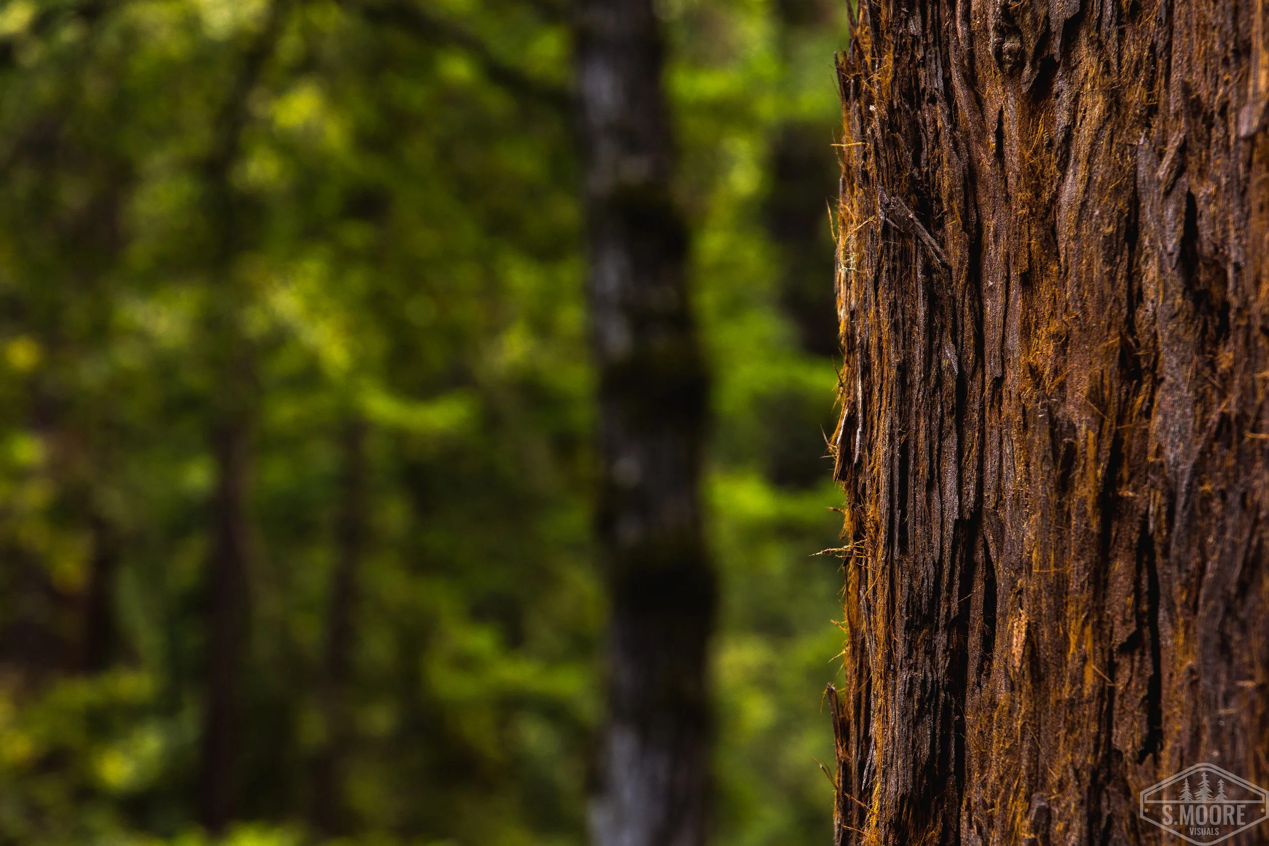 Redwood