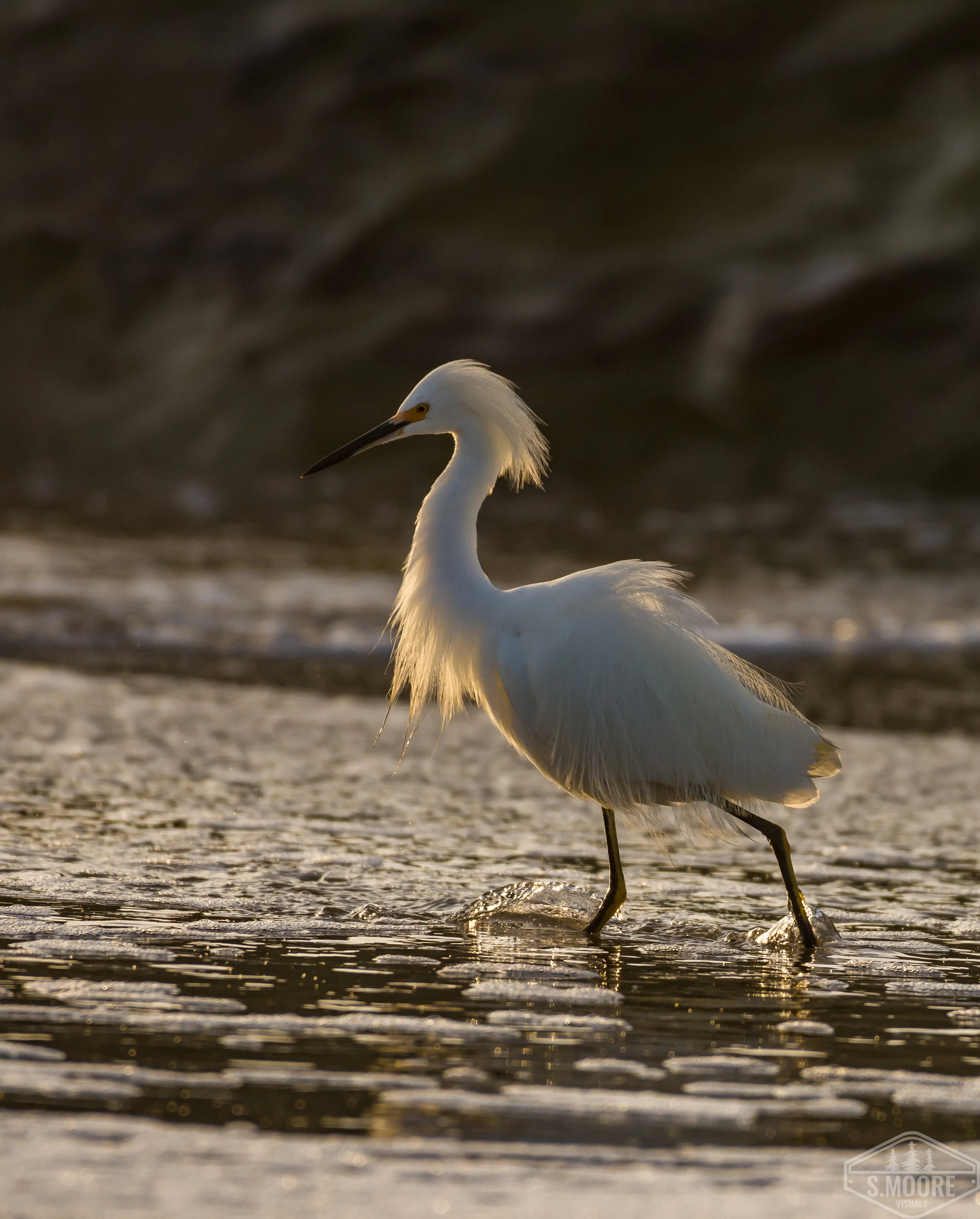 Snowy Egret 3