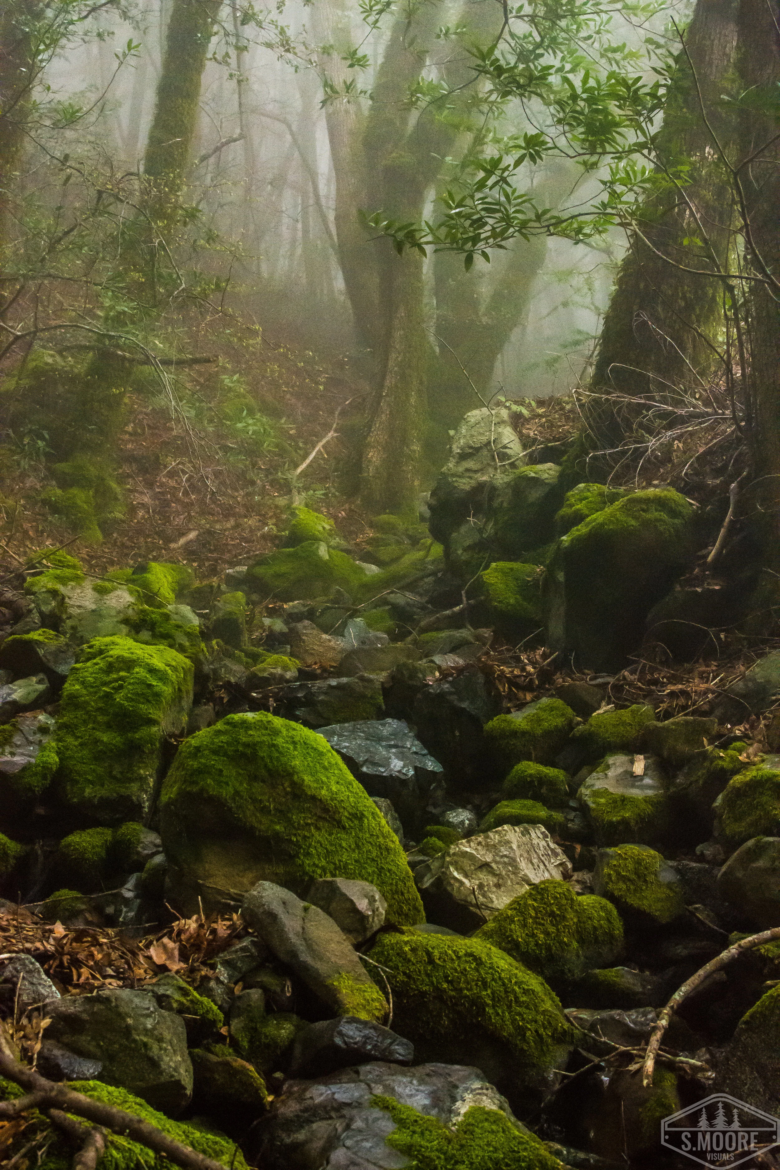 Mossy Creek
