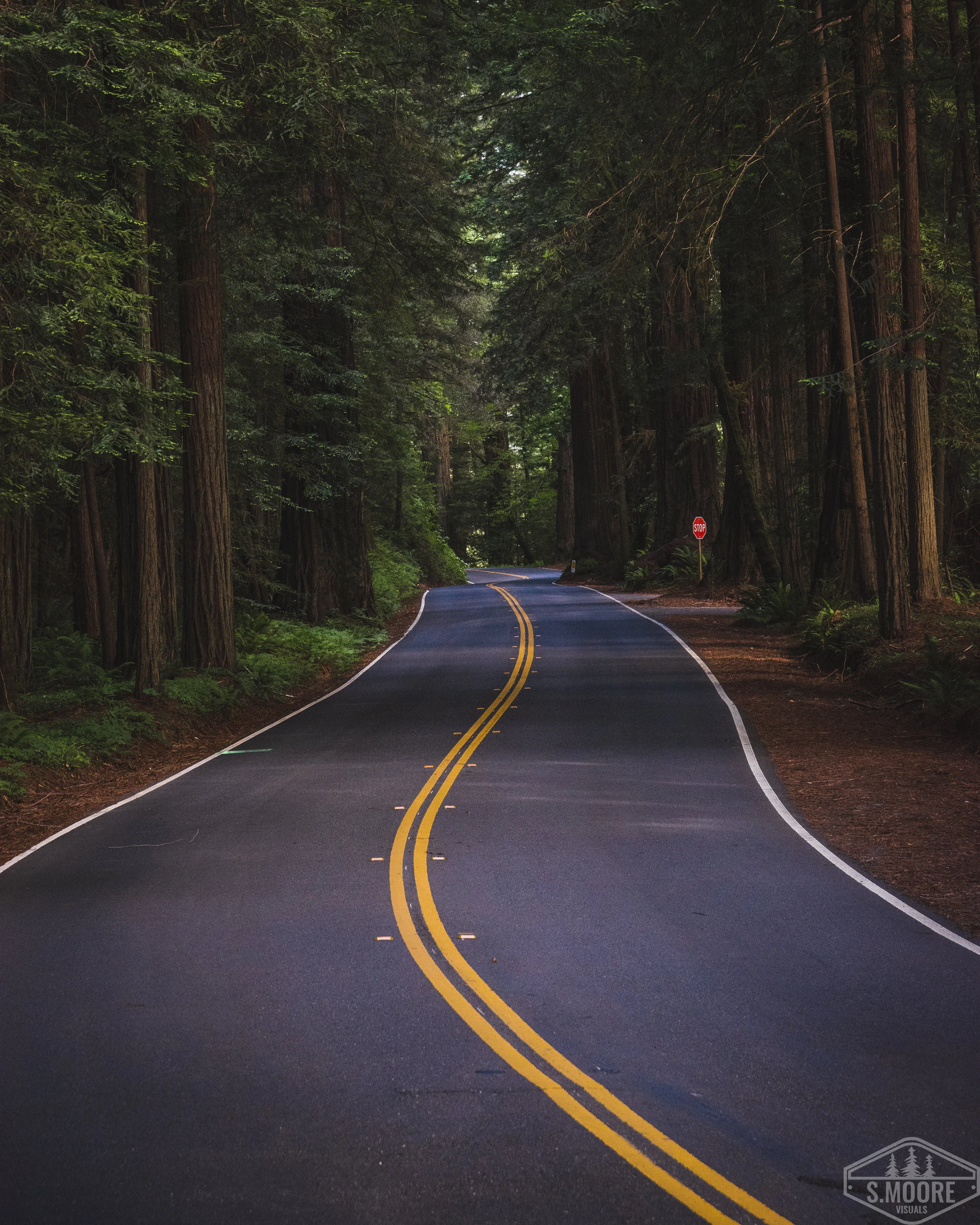 Avenue of the Giants