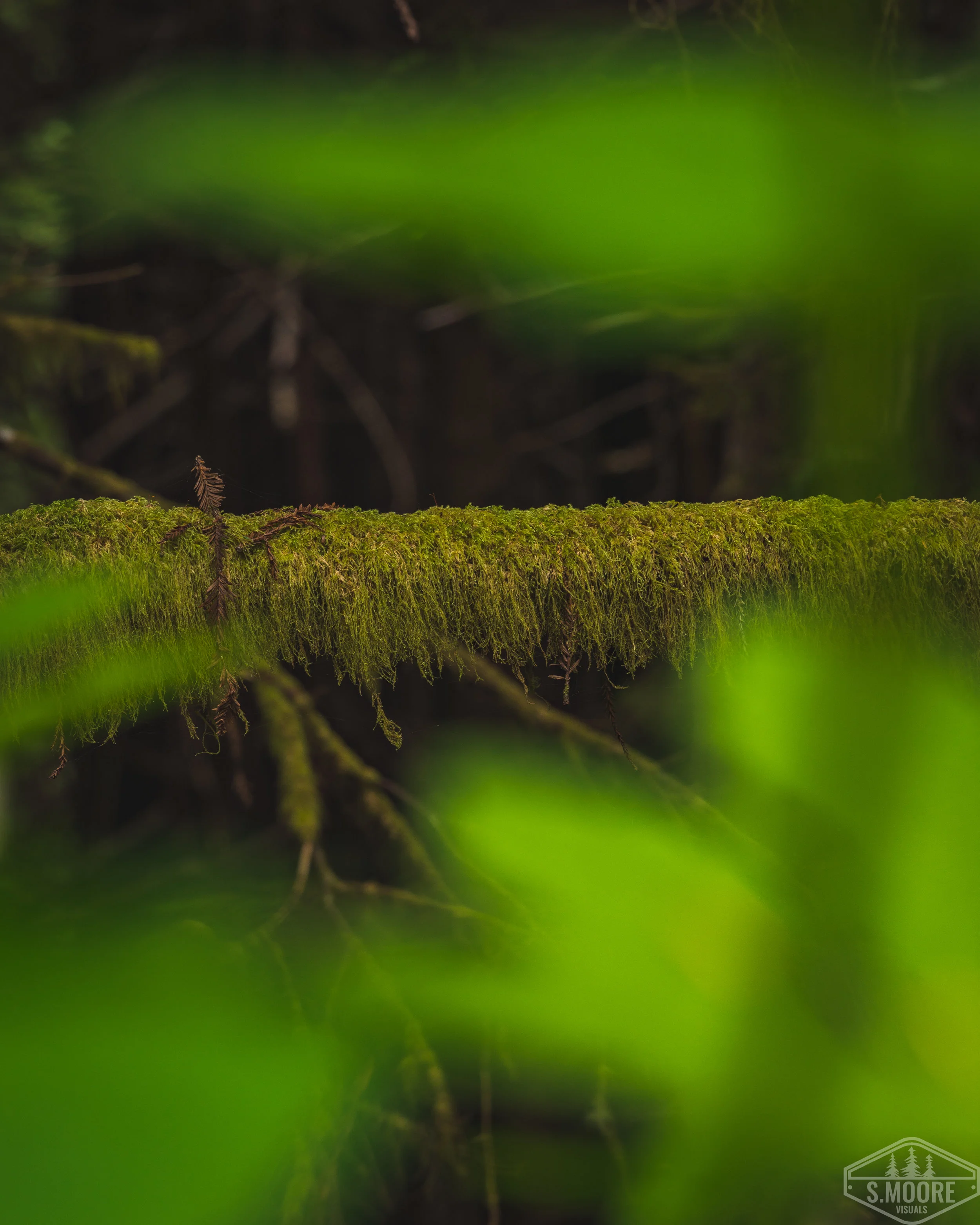 Mossy Branch