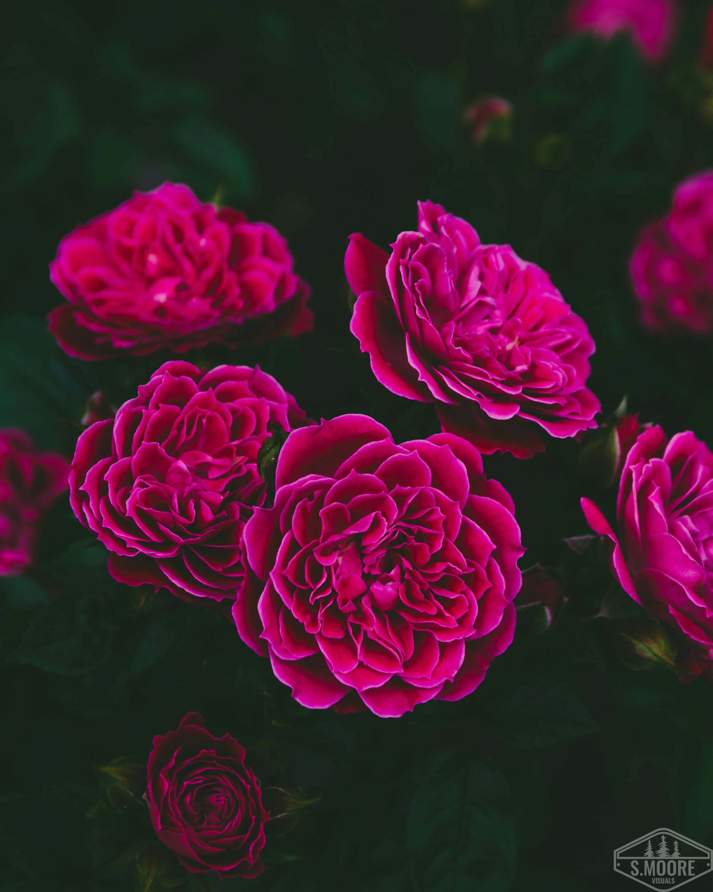 Vibrant Roses
