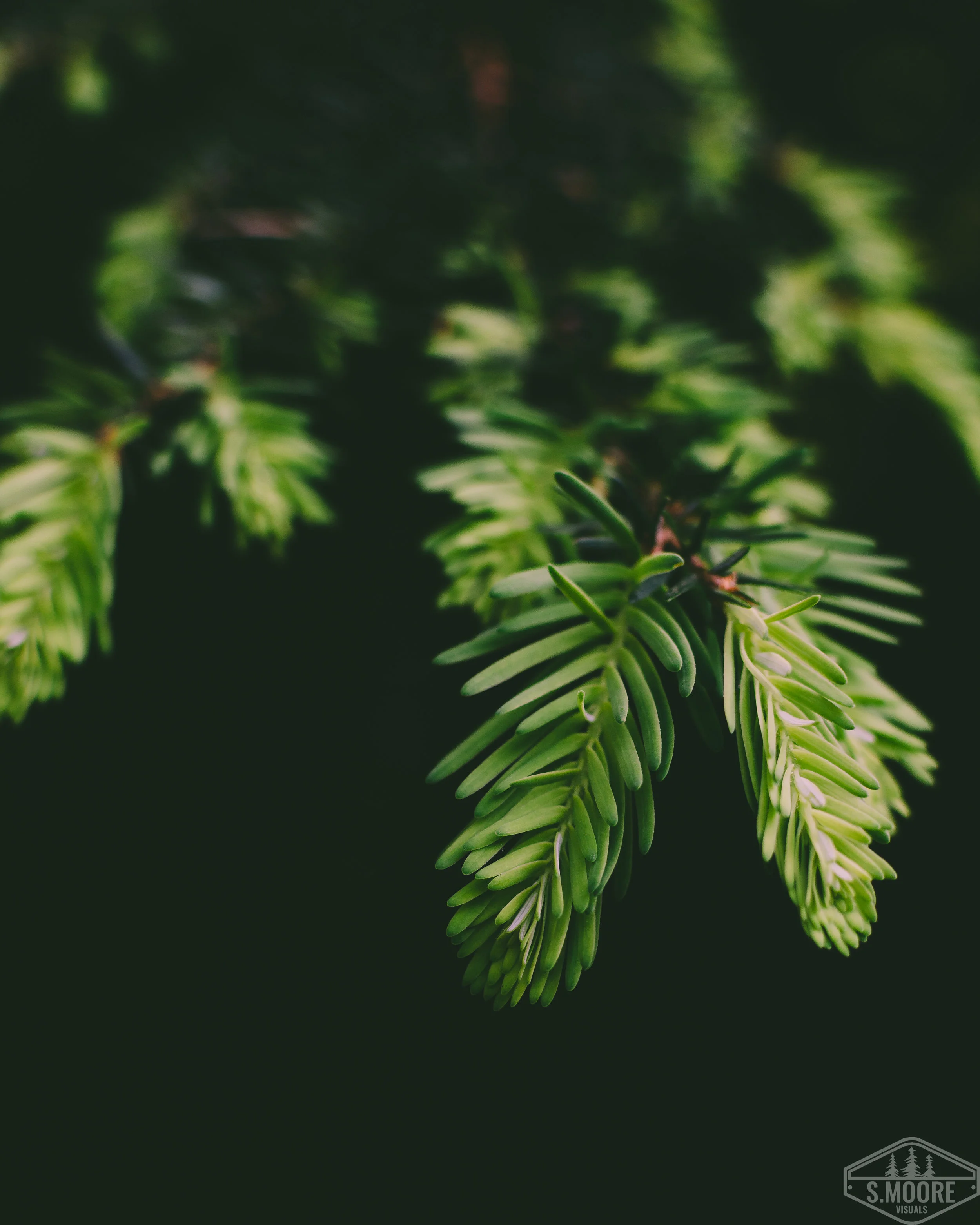 New Growth