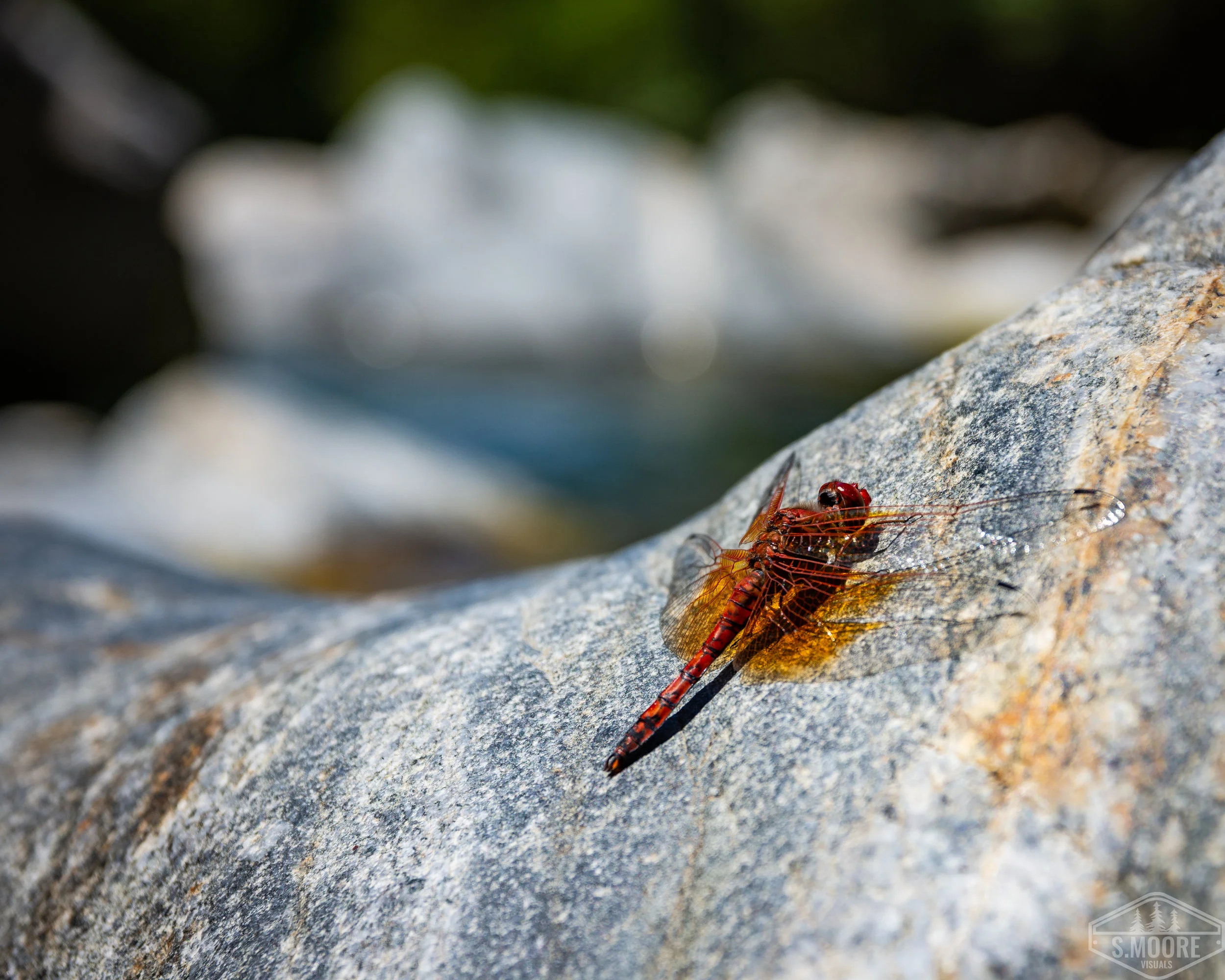 DSC_7699.jpg
