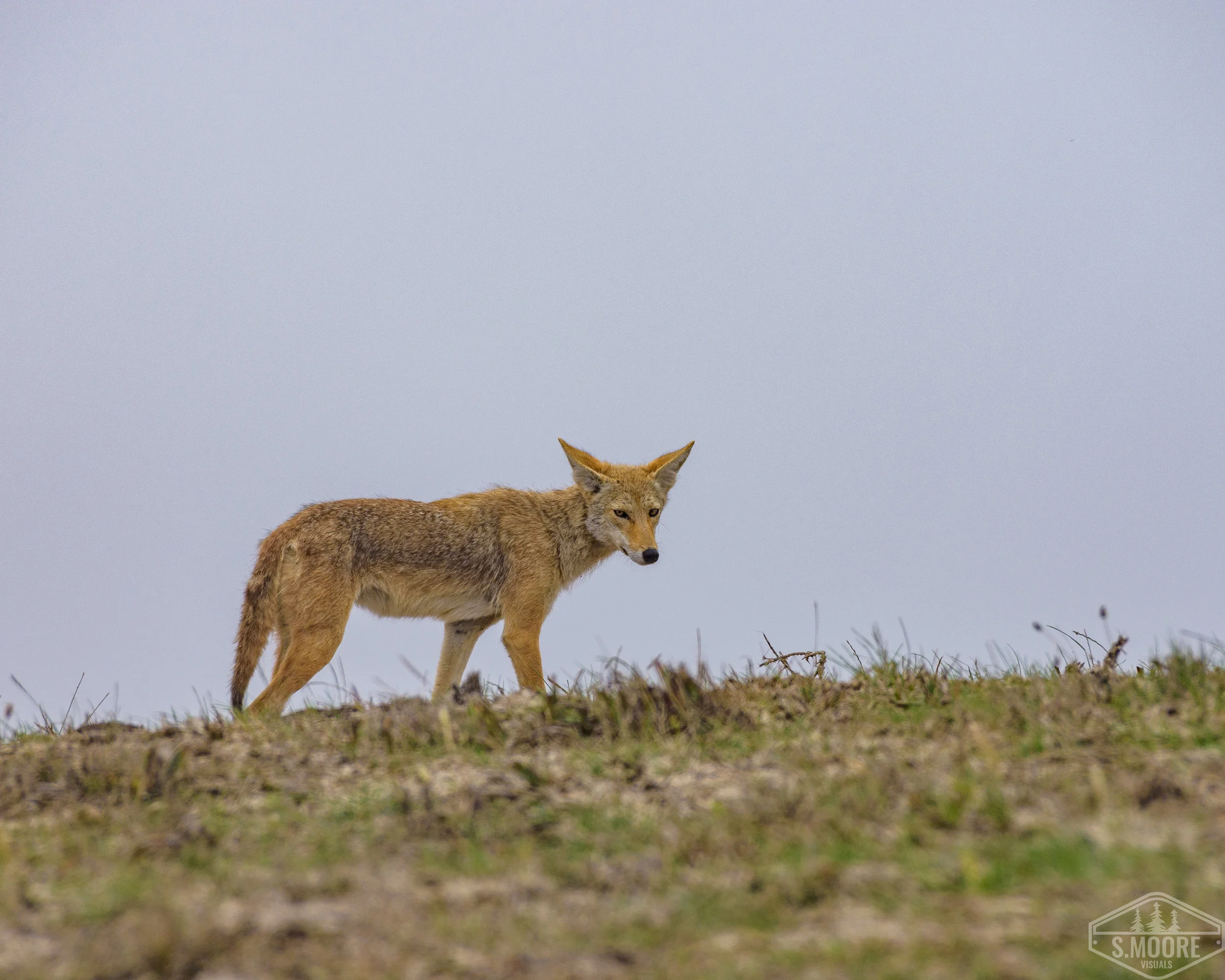 DSC_0921-2.jpg