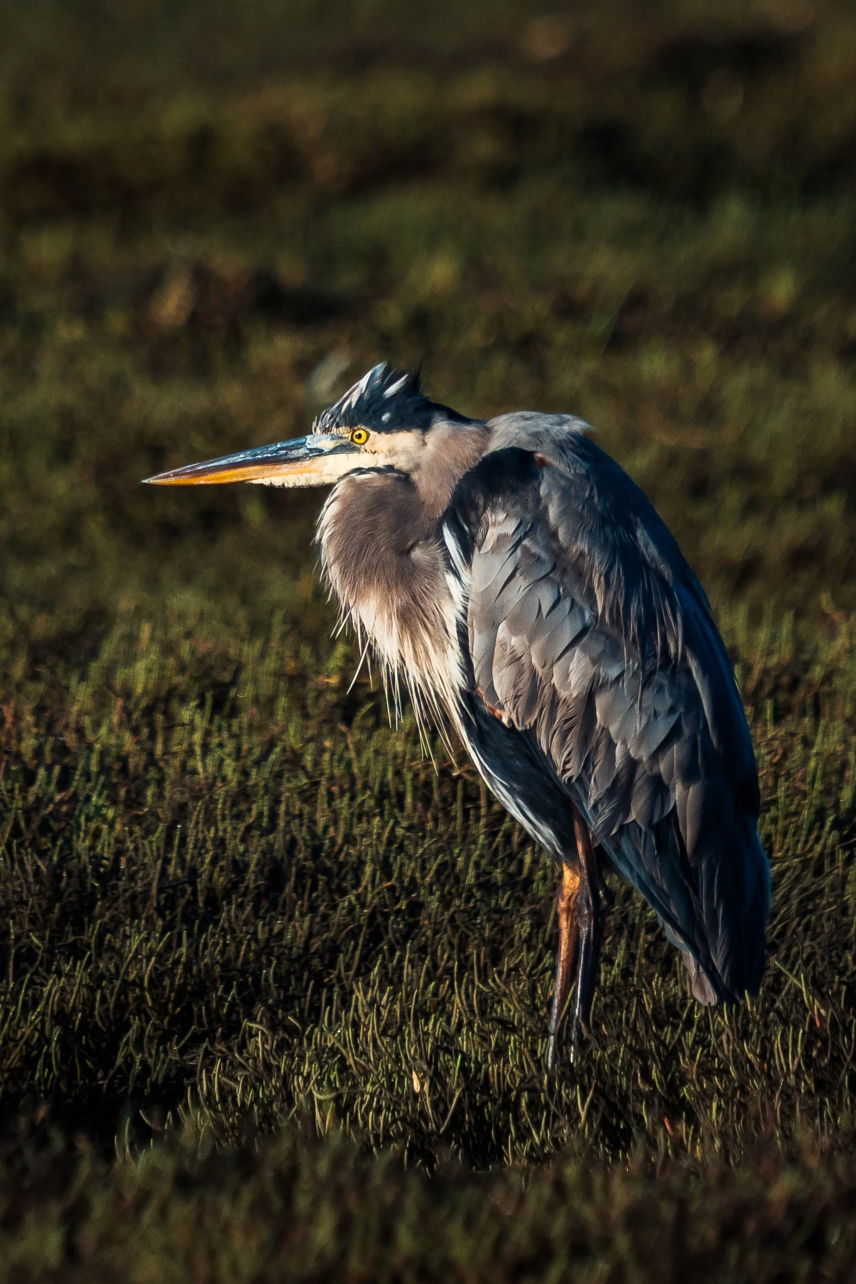 Great Blue Heron, Morro Bay Estuary, CA