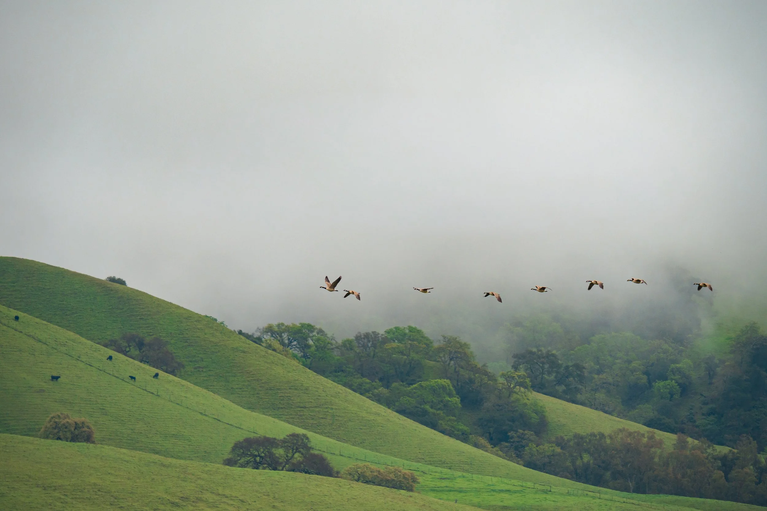 Morgan Hill, California 