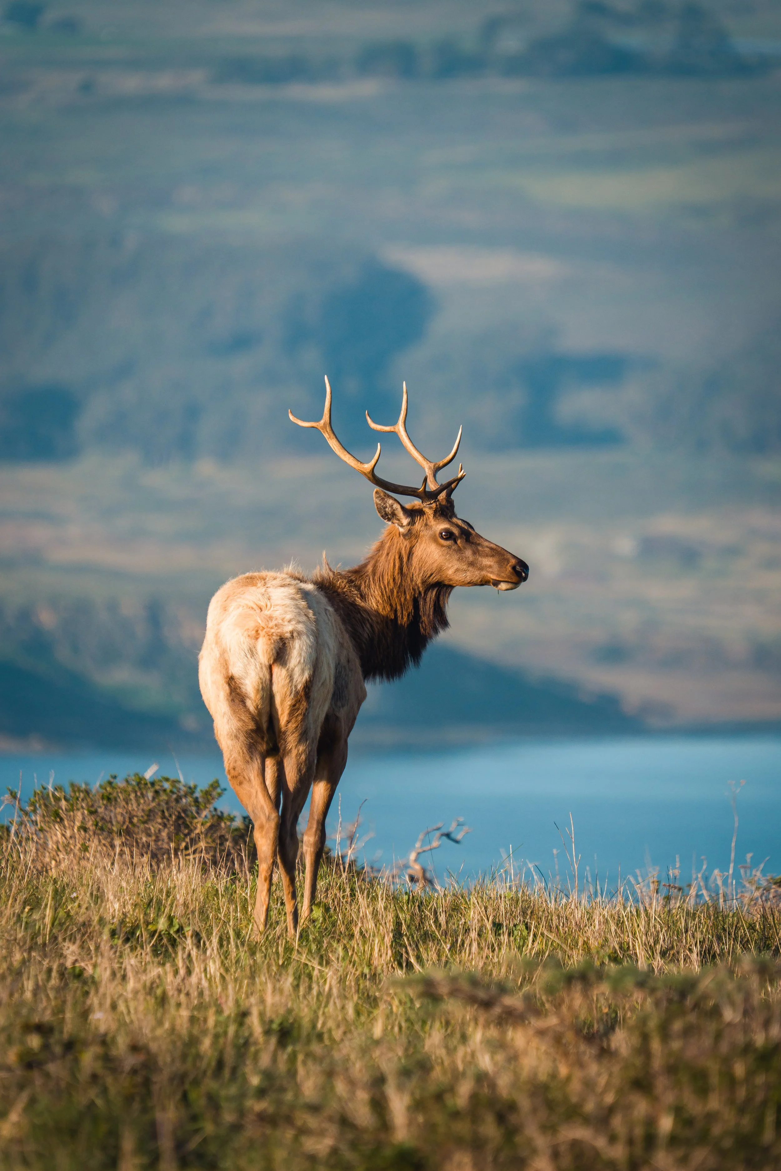 Tule Elk, Point Reyes National Seashore, California 