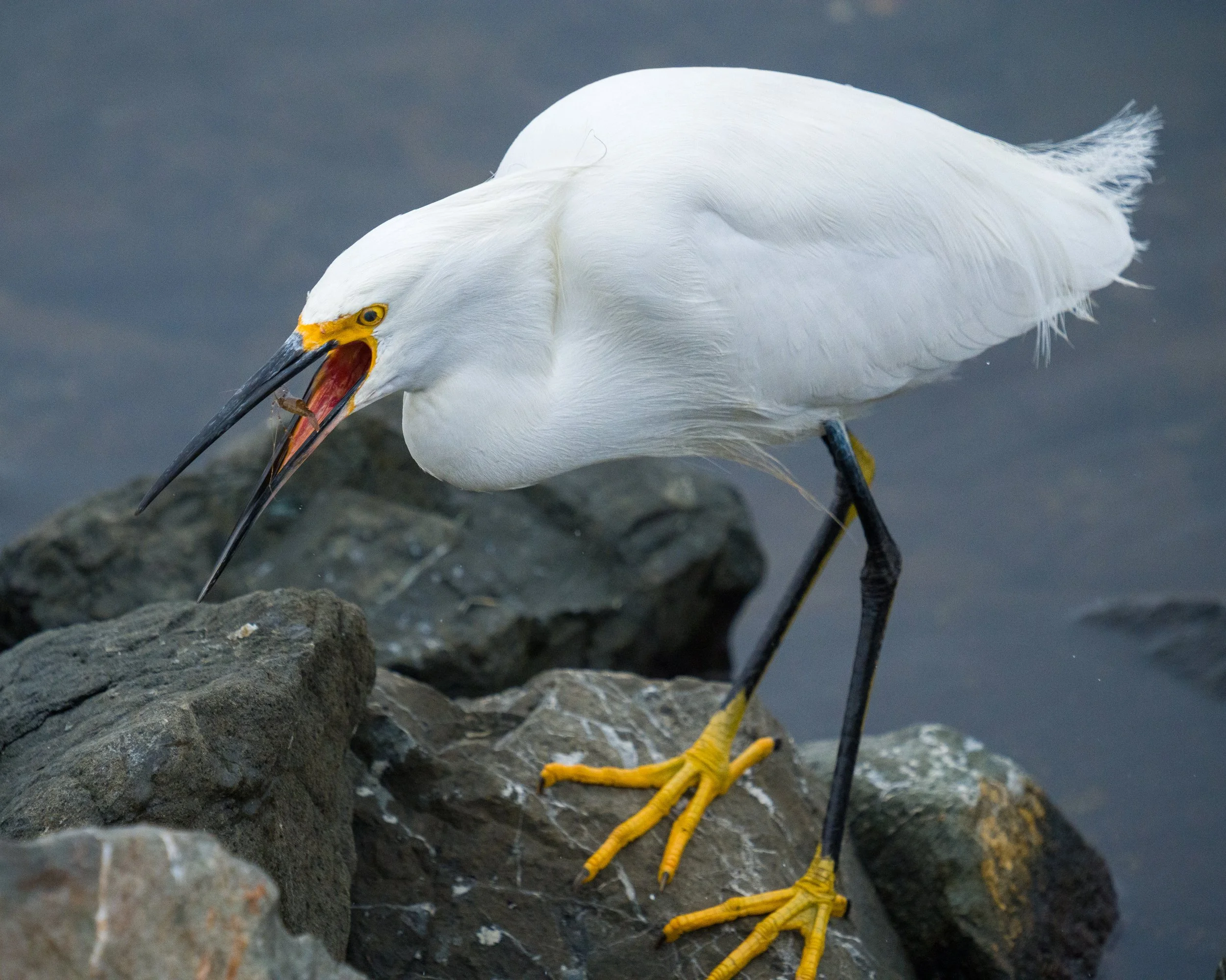 Snowy Egret, Mountain View, CA