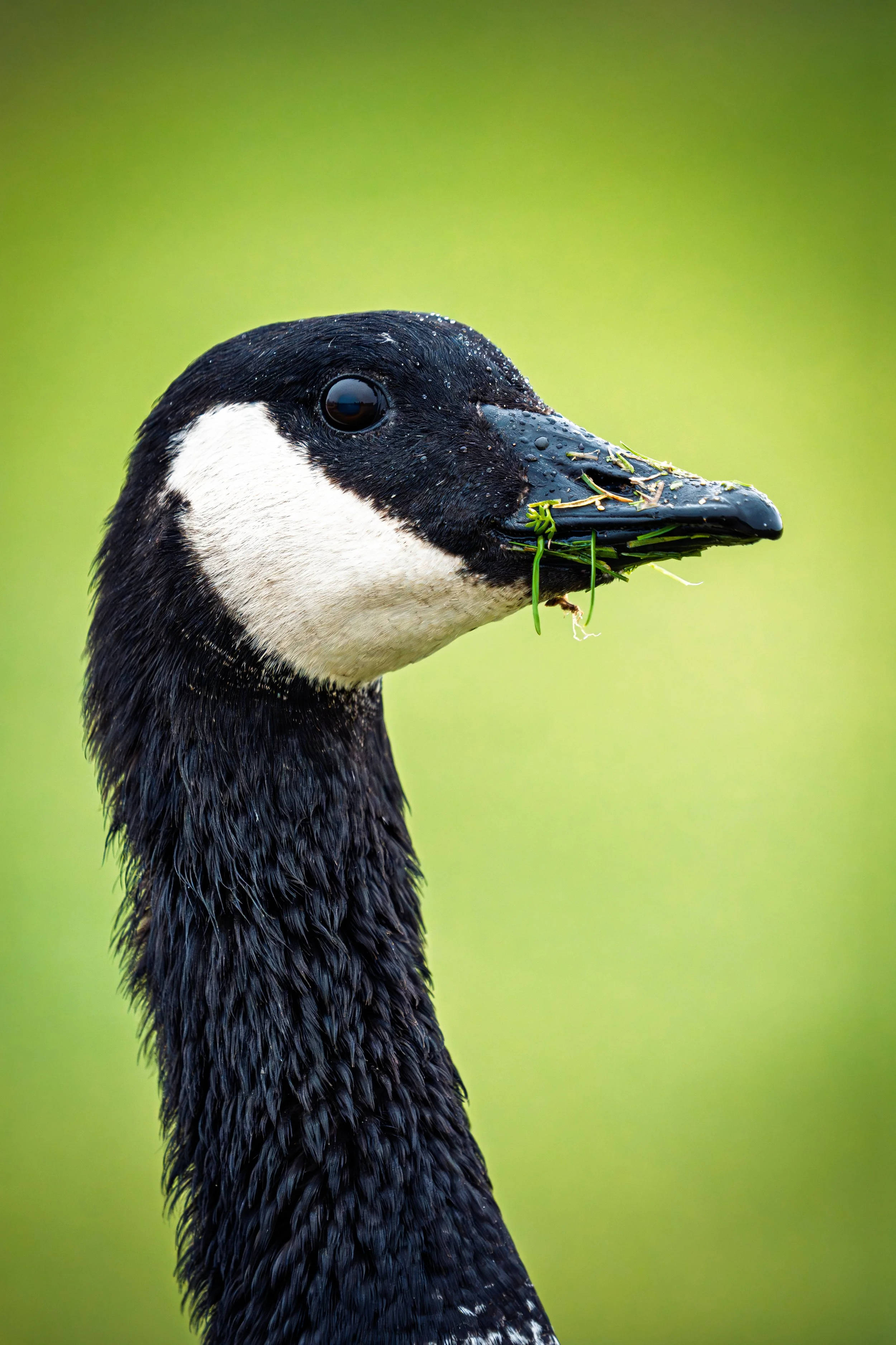 Canada Goose, Mountain View