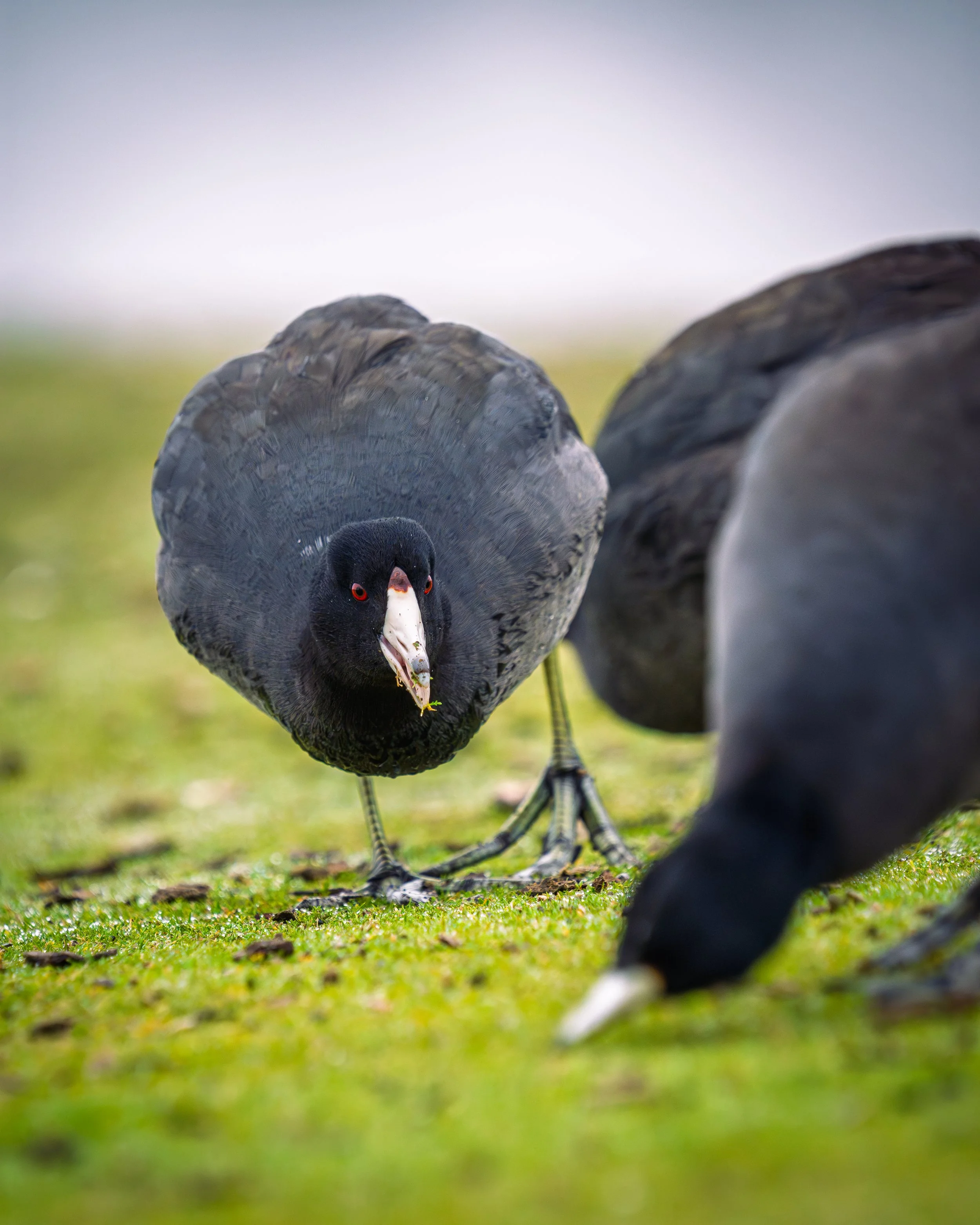 American Coot, Mountain View