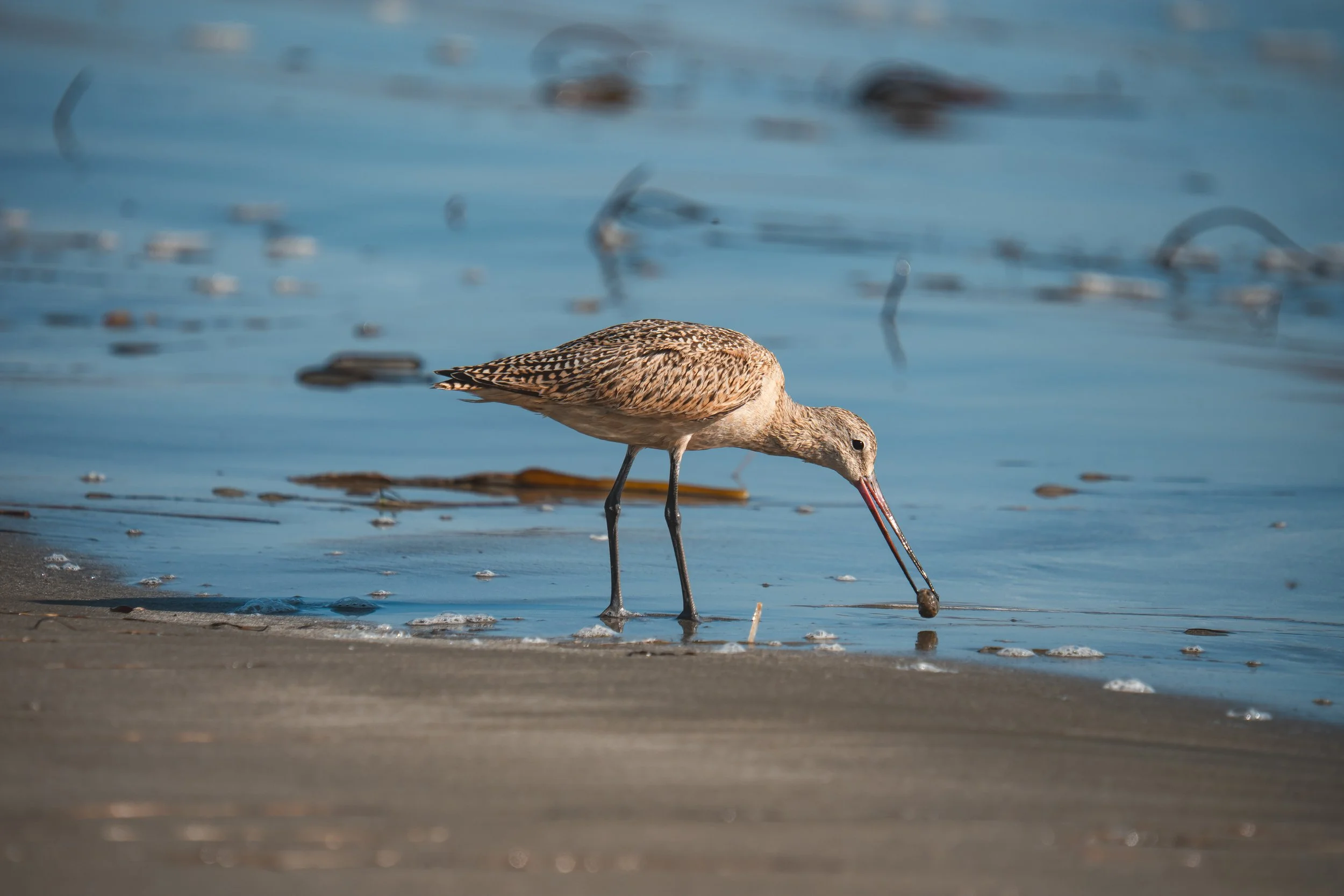 Marbled Godwit, Cayucos, CA
