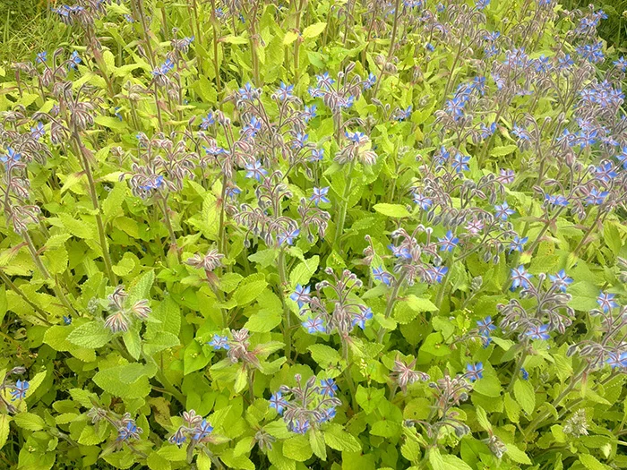 Borage Patch in old Glorious Ninth Garden, Penryn, Cornwall, 2005 (Photograph Kate Southworth)