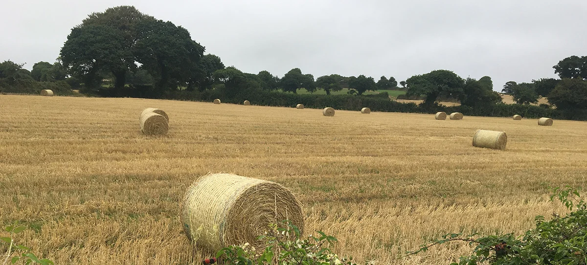 Hay_August_web.jpg