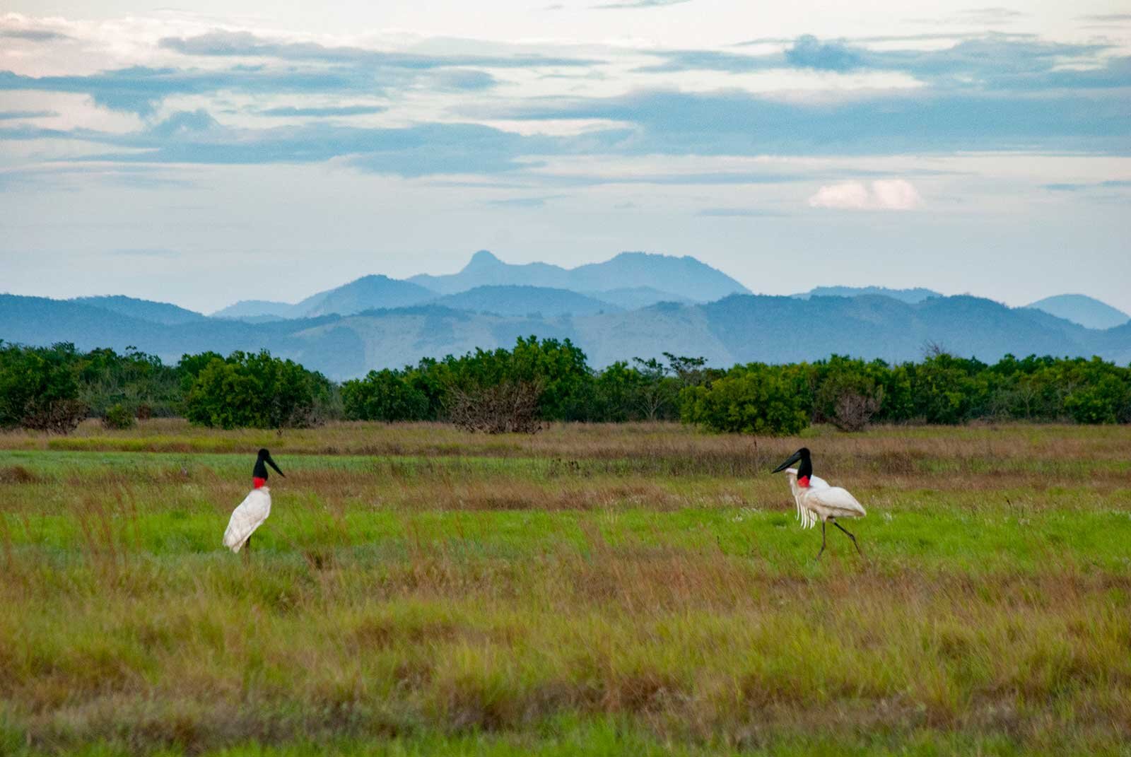  For much of the year the Rupununi savannah turns into a wetland. It was thought to be the location of the mythical Lake Parime – a contender for the location of Sir Walter Raleigh’s fabled city of El Dorado. Explorers including Raleigh travelled thi