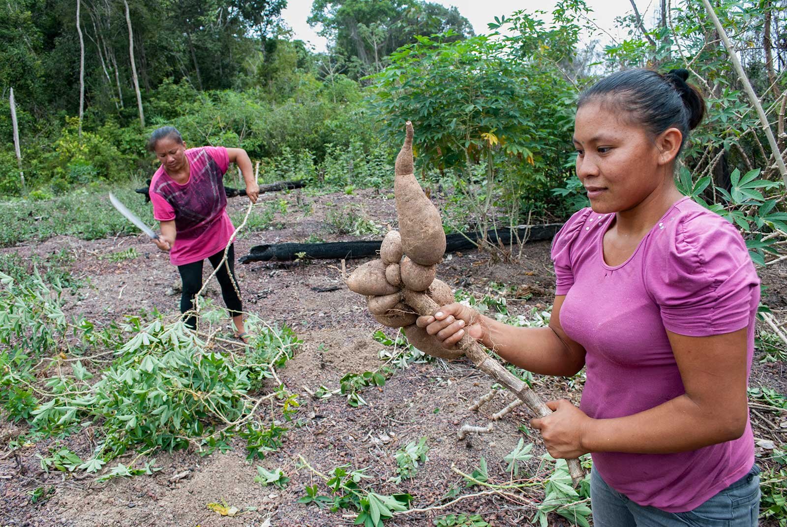  The manioc plantation is a short walk outside Yupukari village. The women are harvesting about 100 kilos of the root vegetable to show us the process of making black tucupi. It’s a staple part of their diet, though less so now than it used to be as 