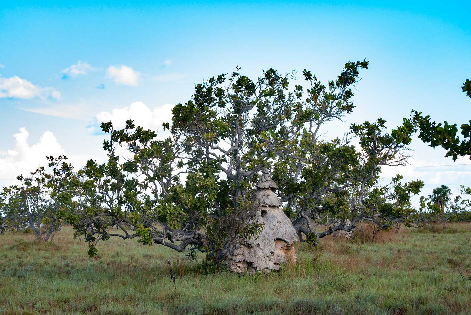  This grassy landscape is the  Amazonian savanna , which straddles 1.6 million acres on the triple border of Brazil, Venezuela and Guyana. Termite mounds tower perilously high, like miniature cities with suicidal engineers. The clever ones build thei