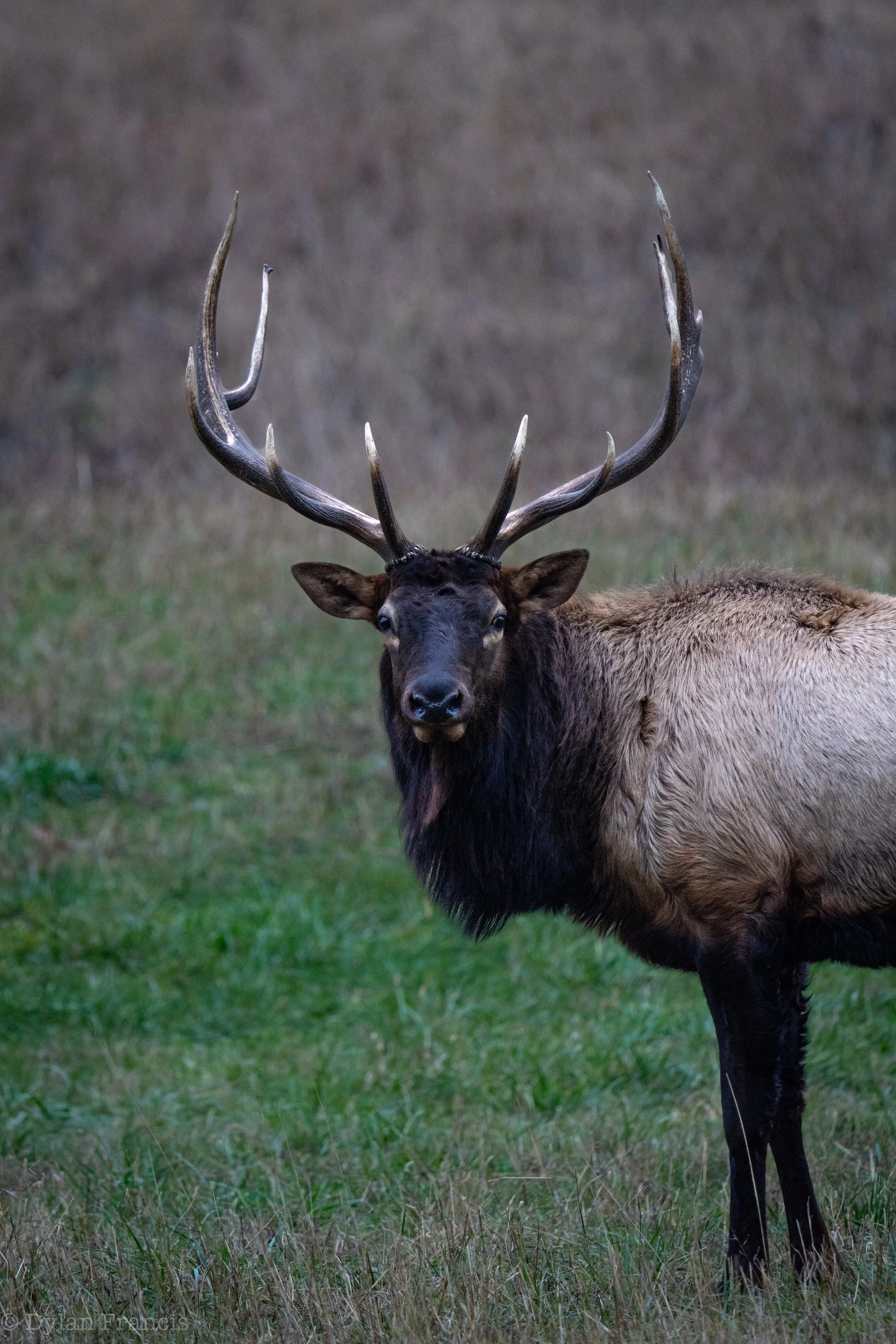 Lacedonia-12 copy.jpg