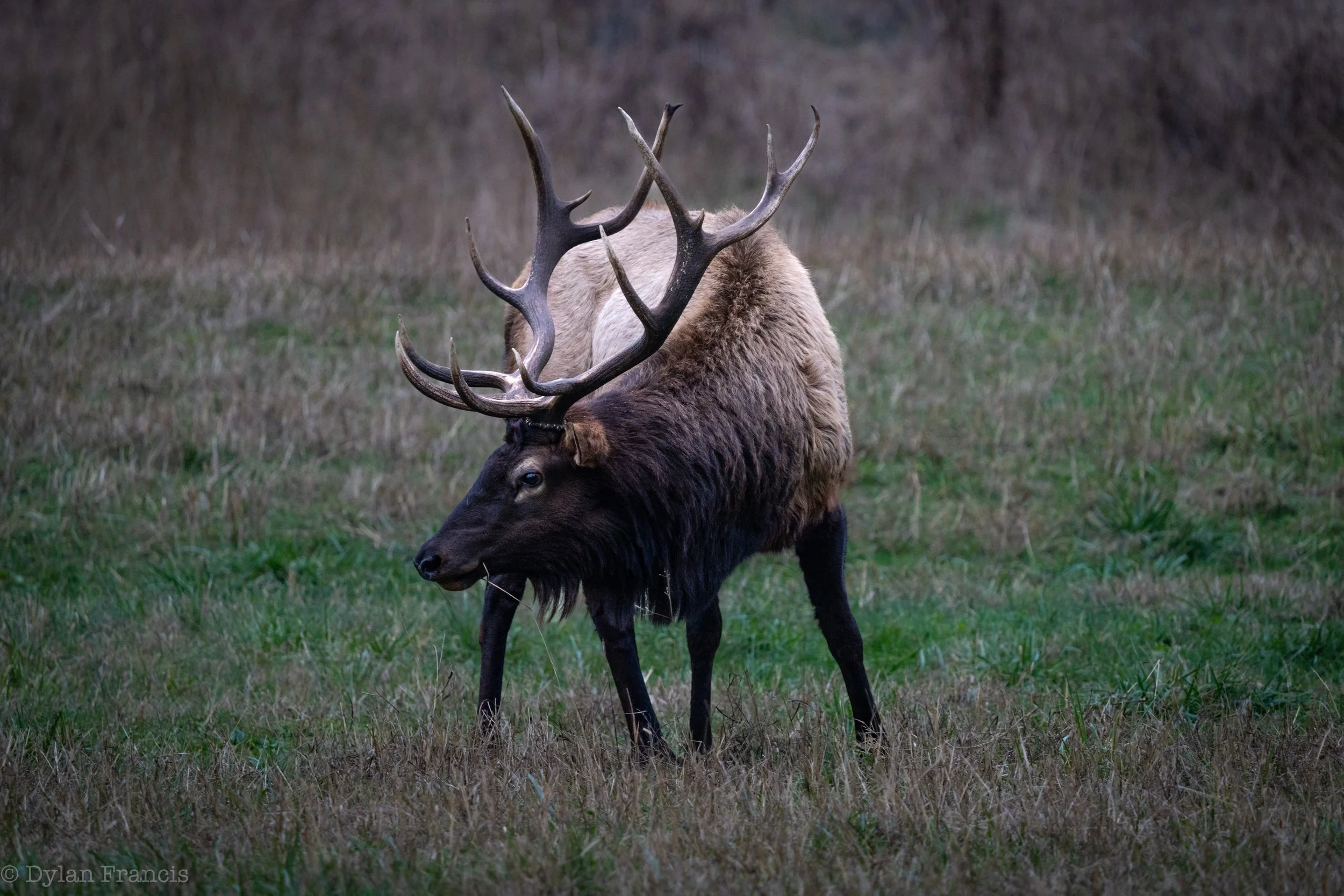 Lacedonia-2 copy.jpg