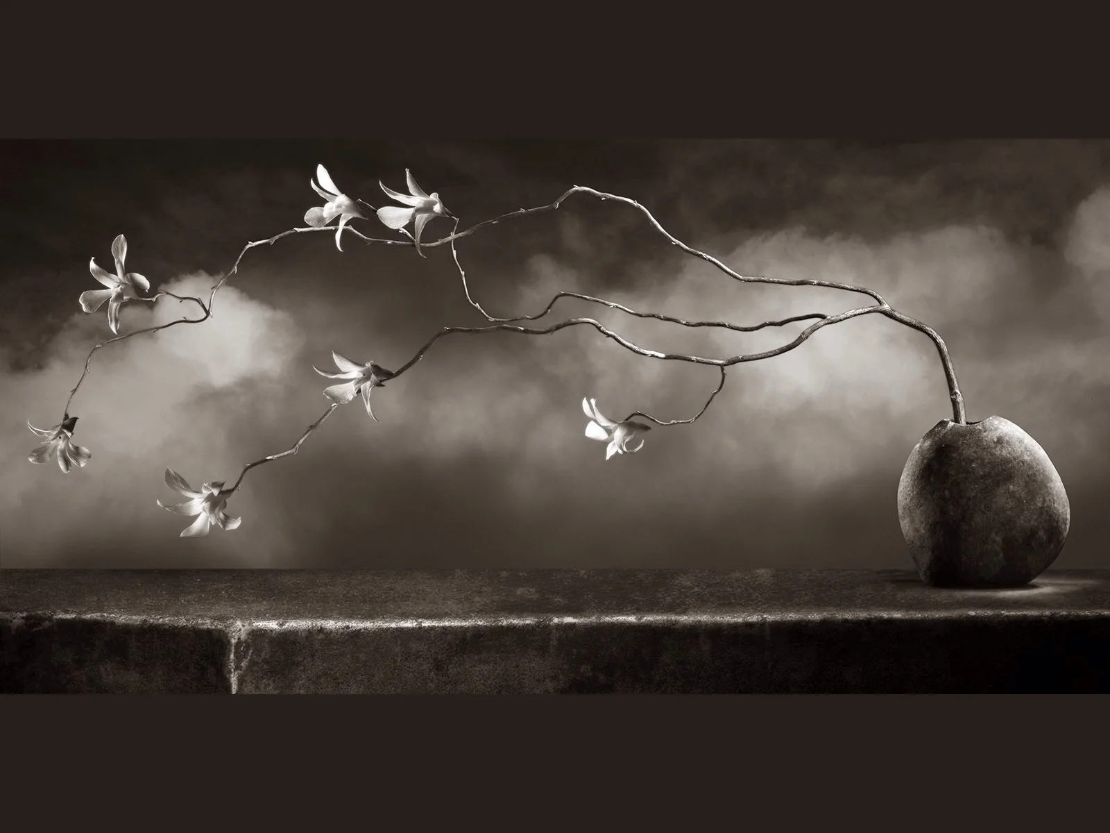 Digital print Orchid Illusion by Mark Jenkins — luminous orchid study balancing photography and design, 20.75 × 16 in.