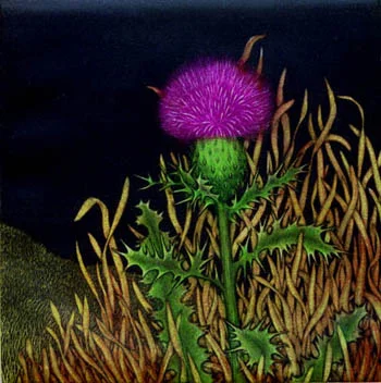 Thistle