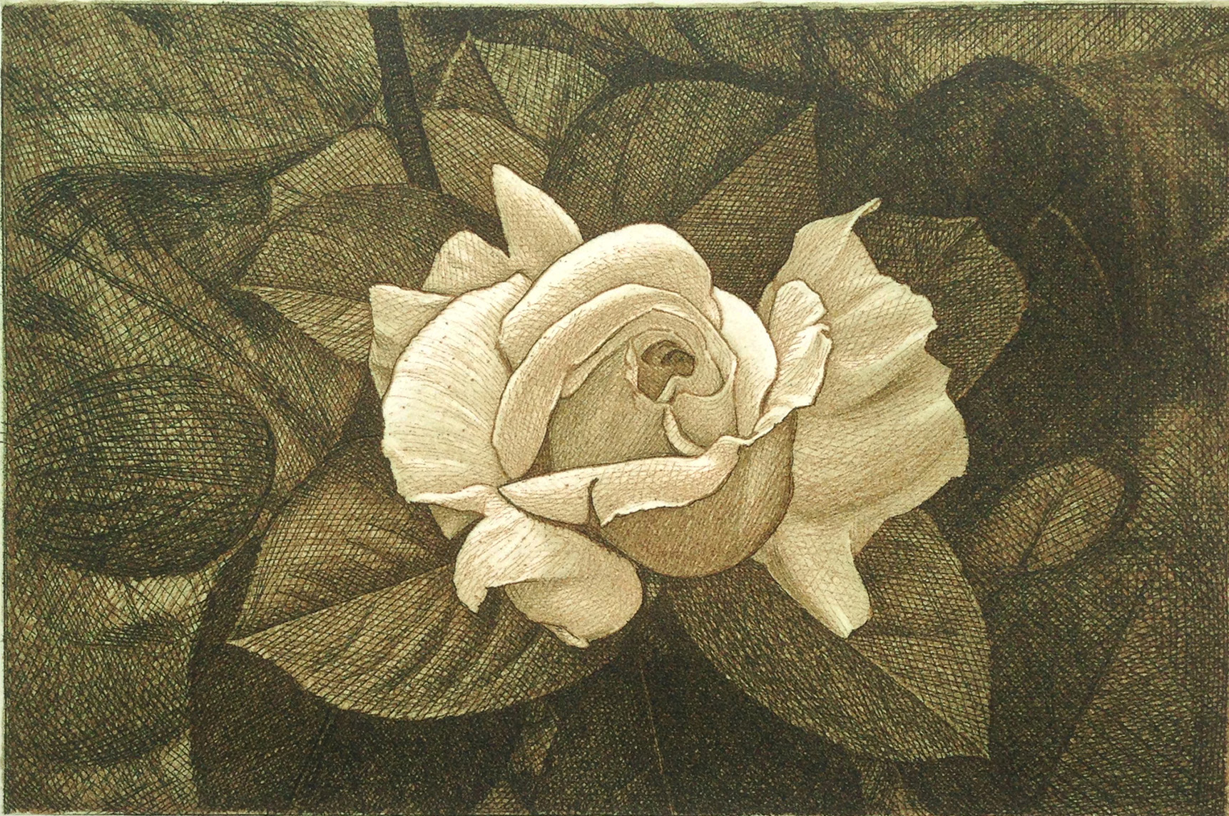 Garden Rose, botanical print, etching by David Smith-Harrison
