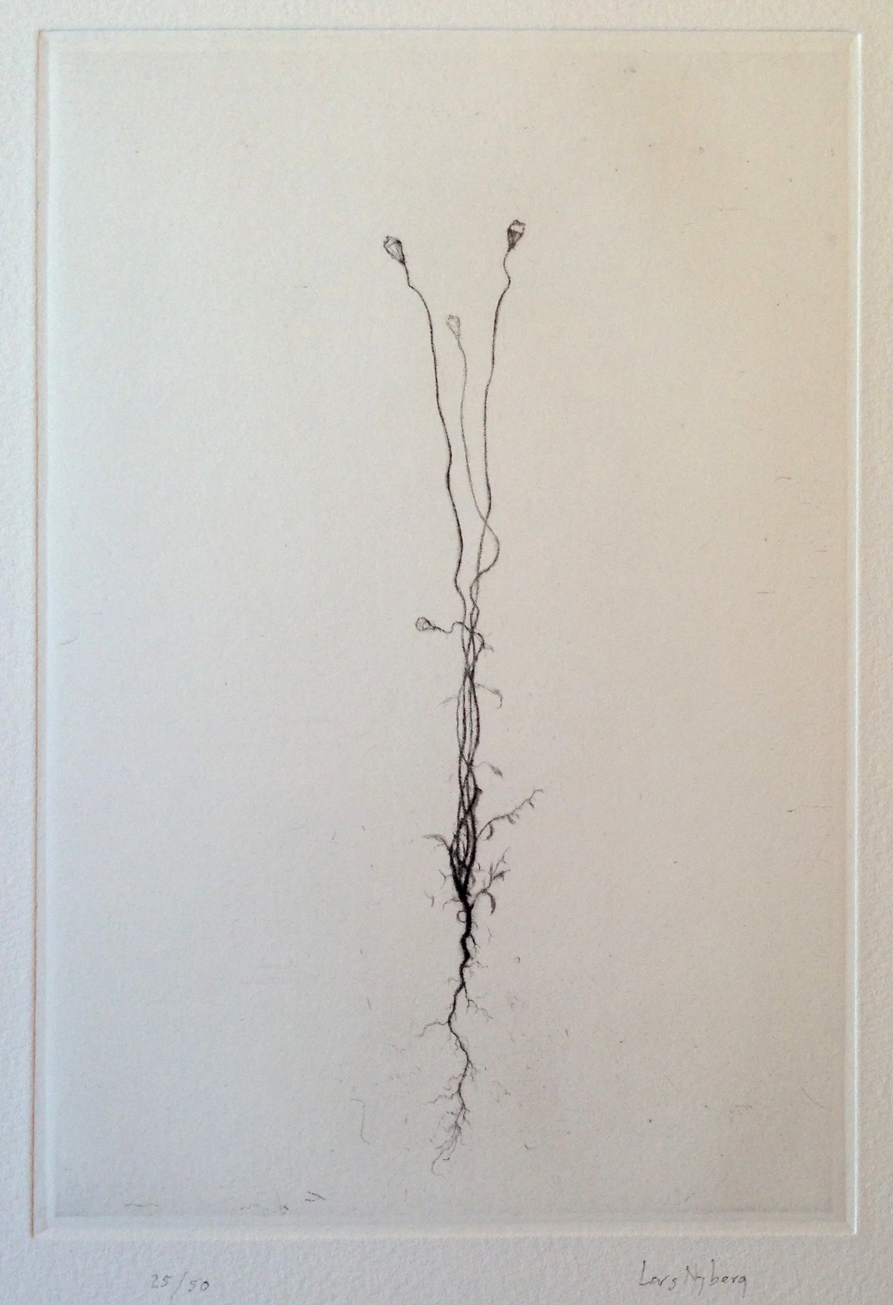 Thin Stalks, drypoint by Lars Nyberg