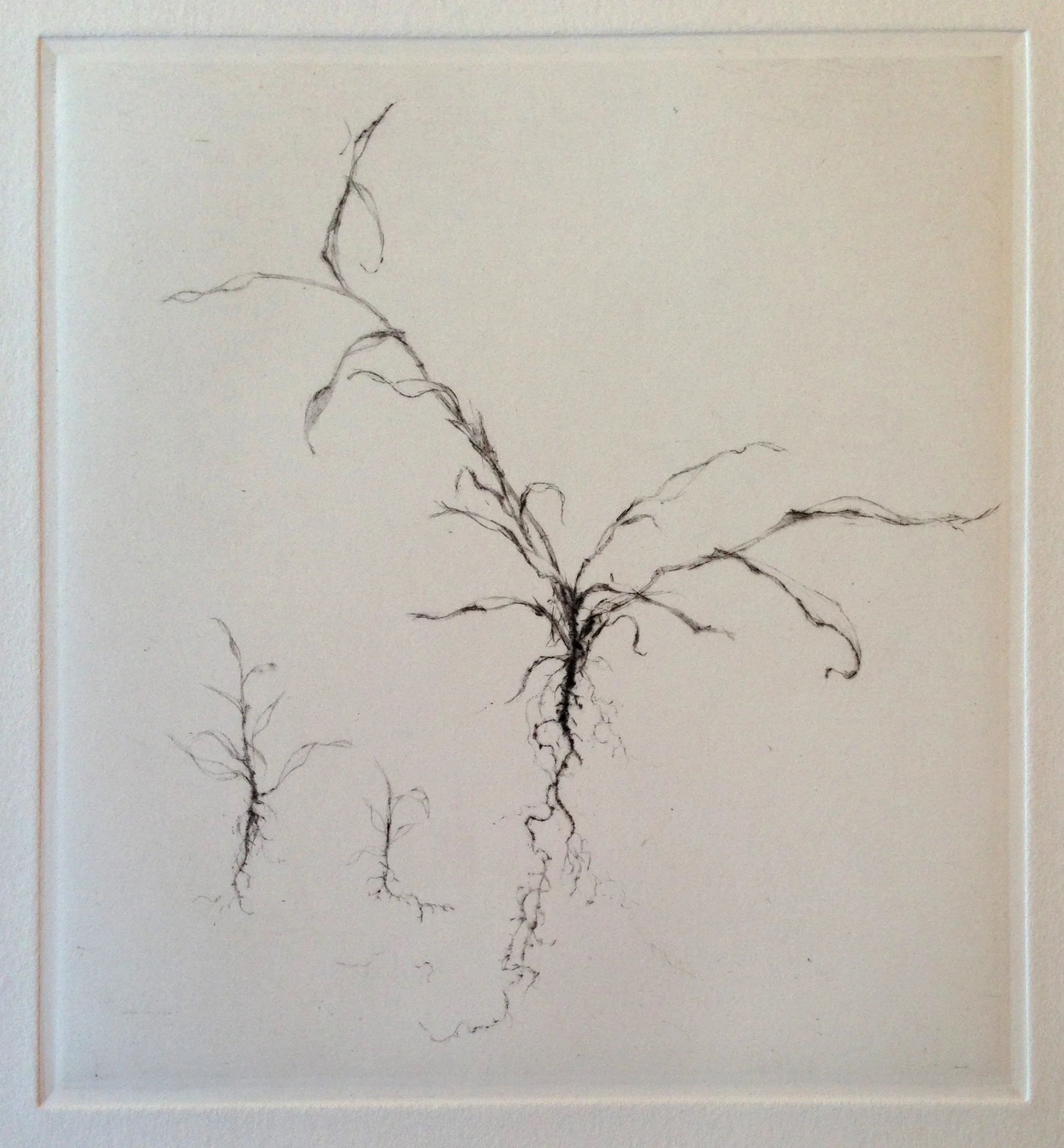 Botanic Study