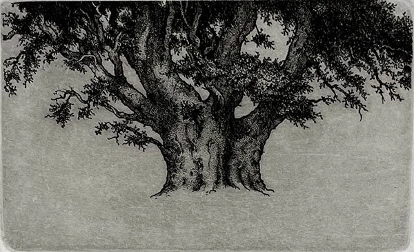 Forbidden Tree, by Stan Washburn