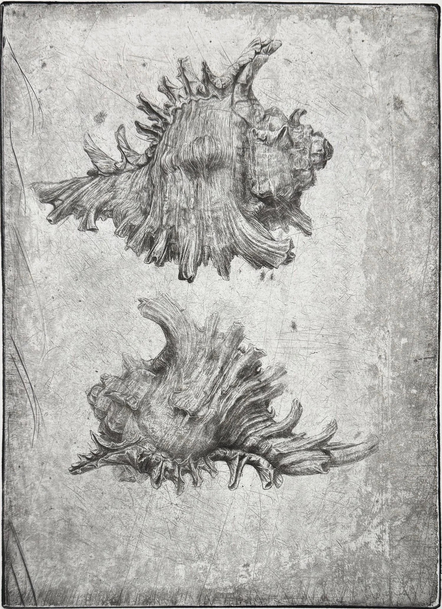 Drypoint print showing two Murex shells, by Jakob Demus