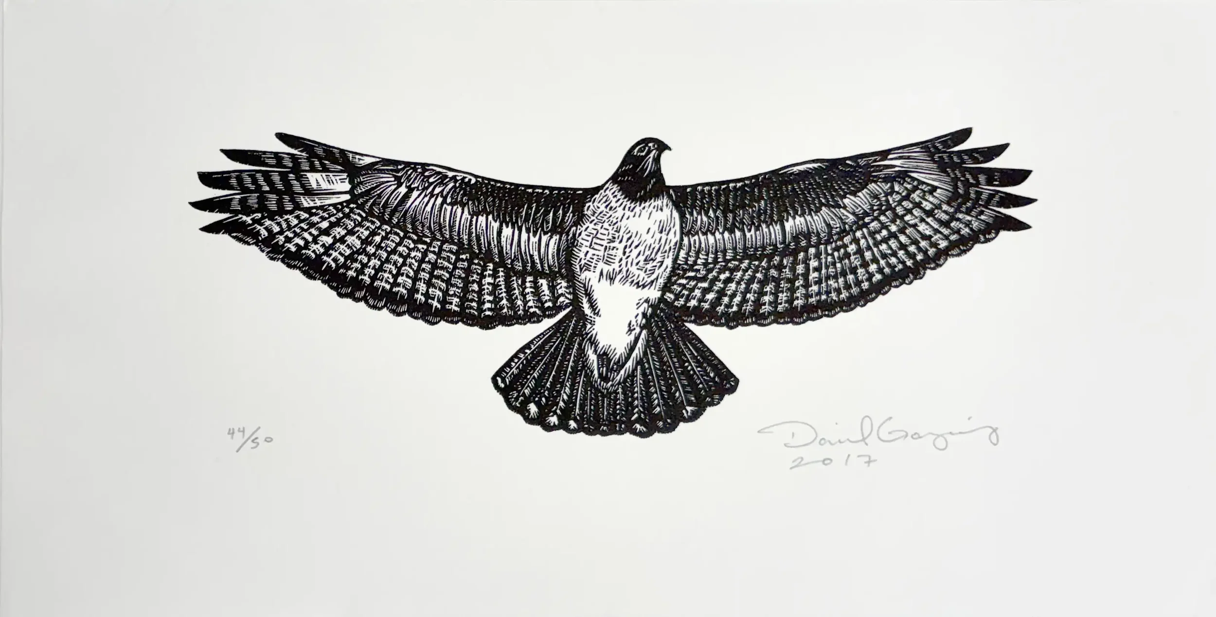 linocut of a red tail hawk in full flight