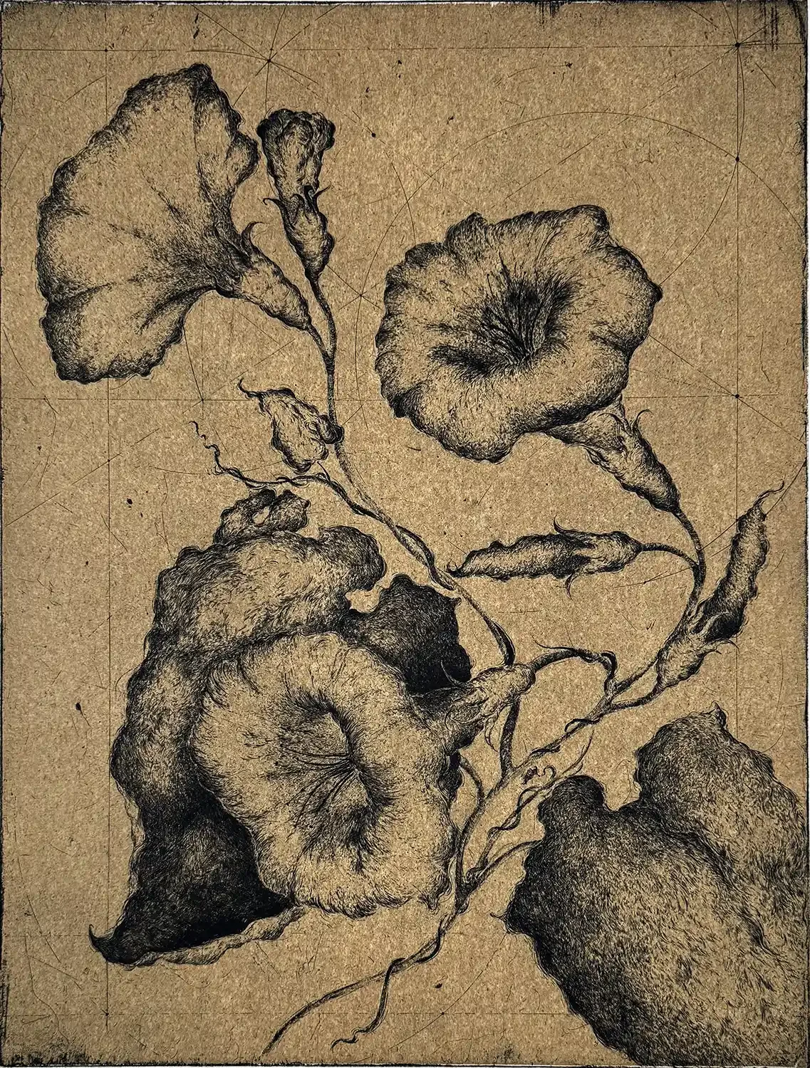 Fleurs #1 - Ipomée (sweet potato)