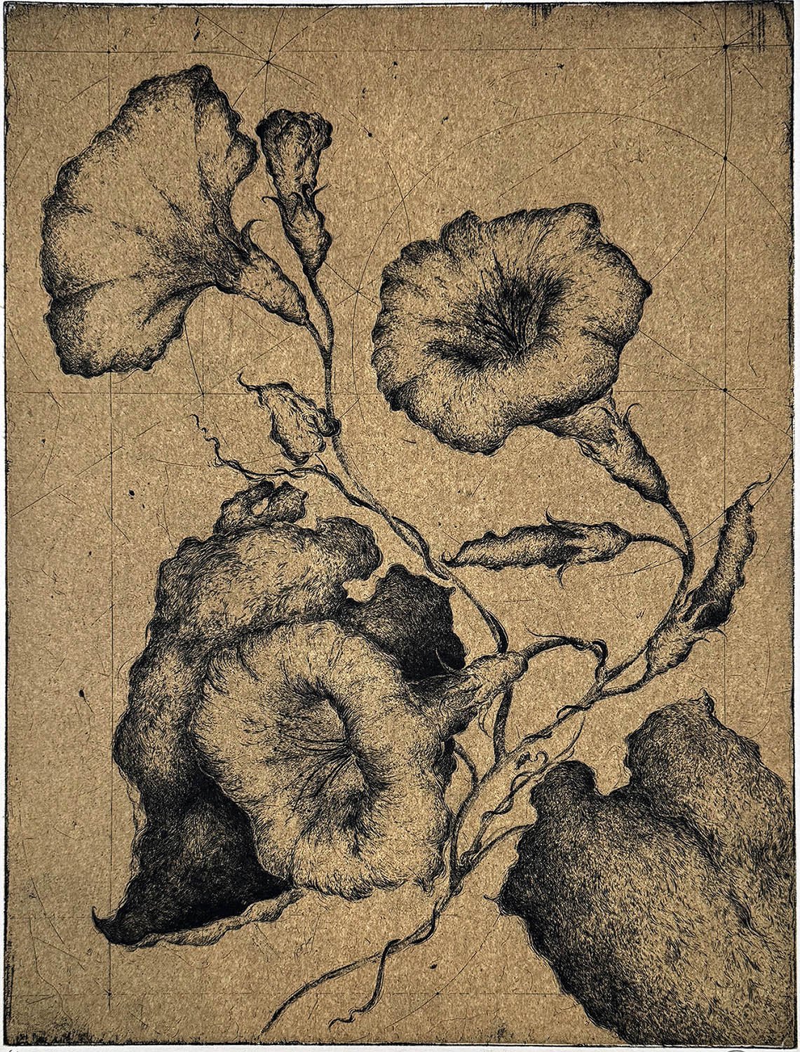 Fleurs #1 - Ipomée (sweet potato)
