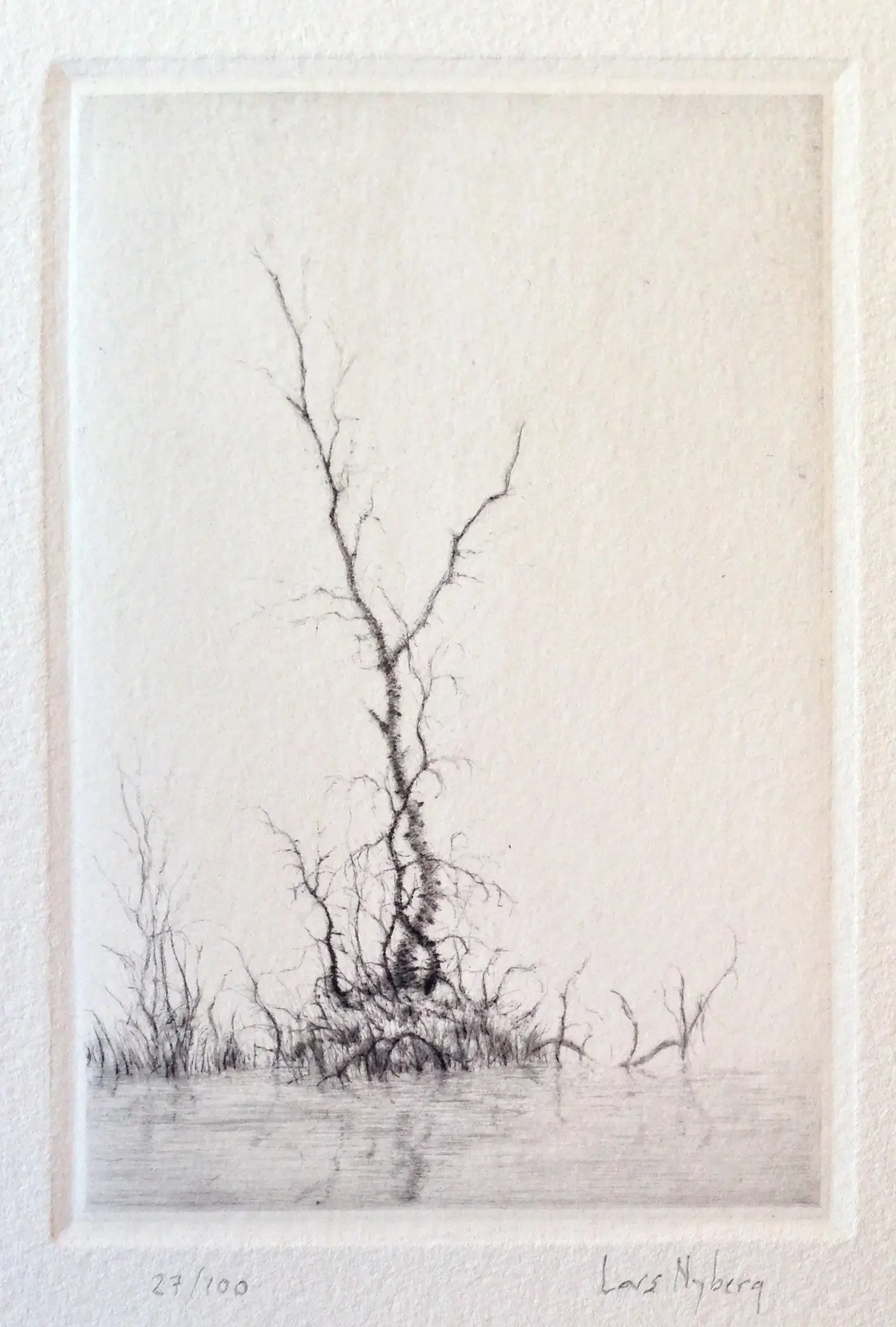 Birch