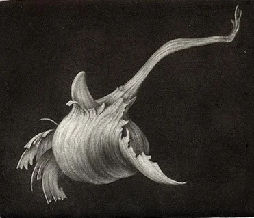 chmutin-FlightOfSproutingGarlic.jpg