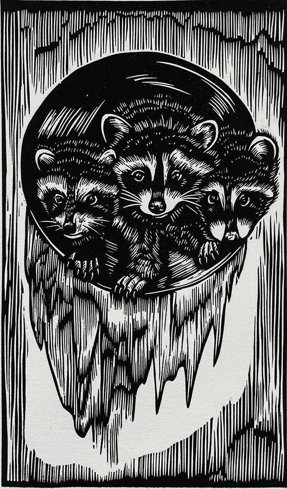Raccoons emerging from a rain drain in the LA river