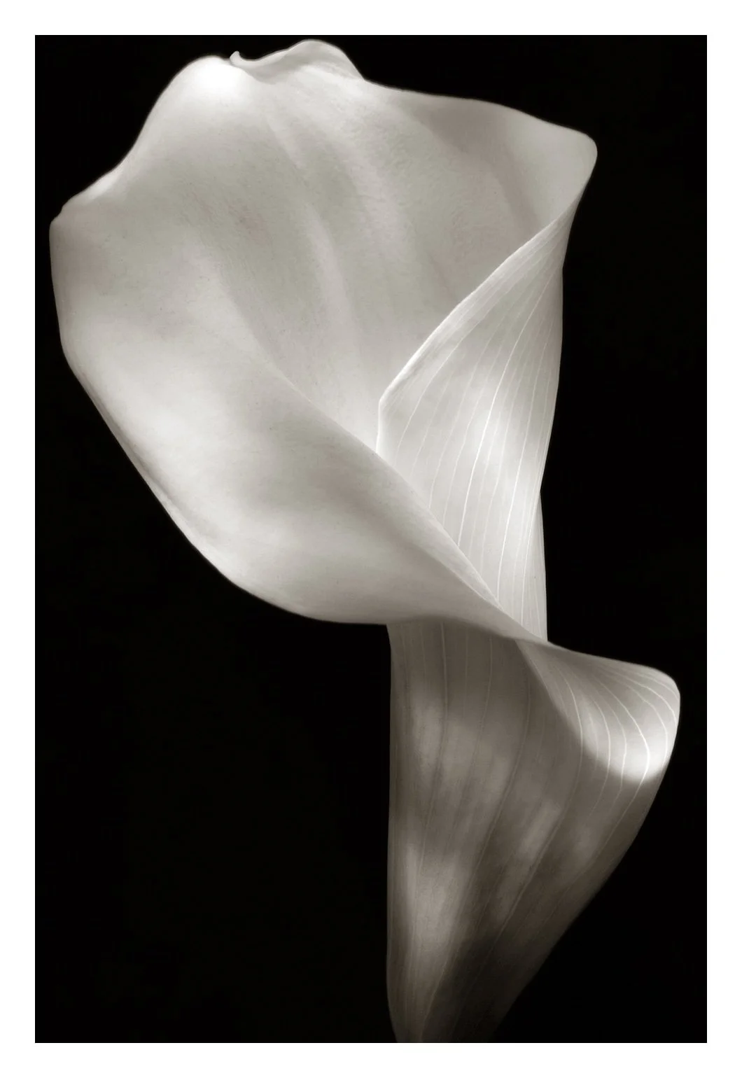 Calla