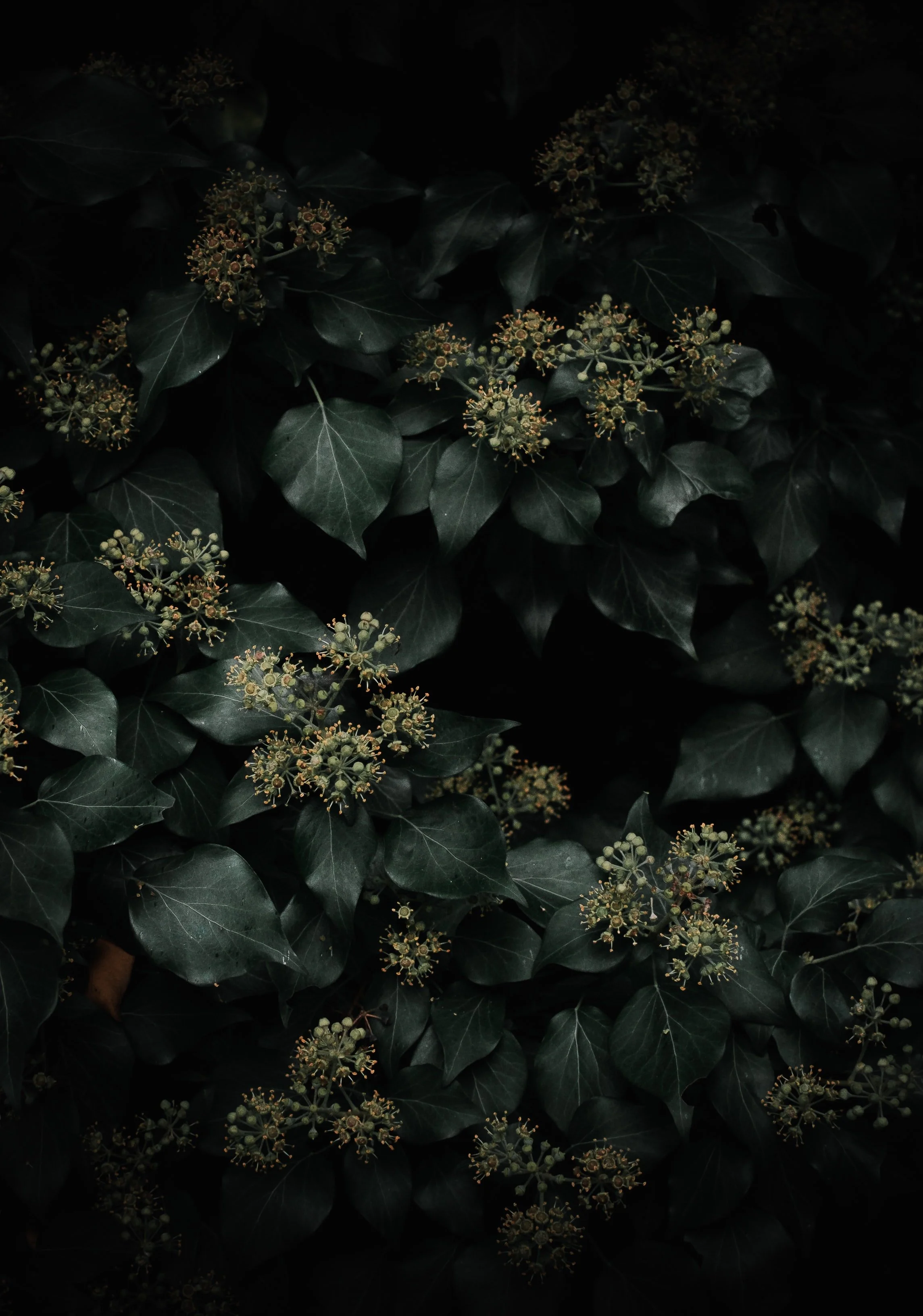 October Wallpaper of the Month