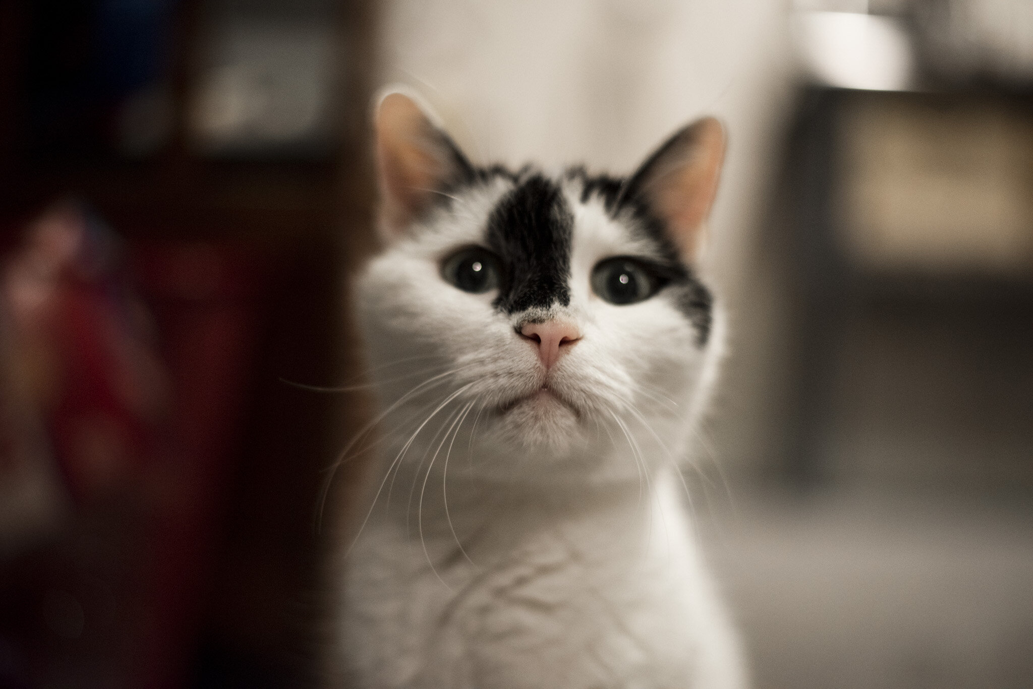 Click To See Some Cute Cats Dmv Baltimore Photographer