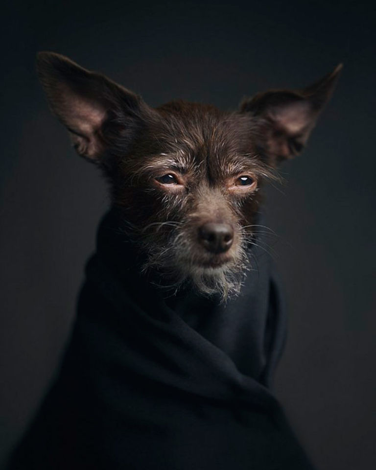 dog-portrait.jpg